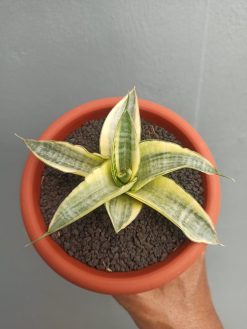 Sansevieria Ariela White Variegated, real gallery image #2 plants. Picture taken directly from kaktus.id community Sansevieria farmer green houses.