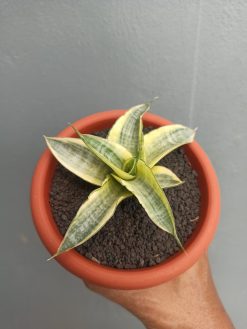 Sansevieria Ariela White Variegated, real gallery image #3 plants. Picture taken directly from kaktus.id community Sansevieria farmer green houses.