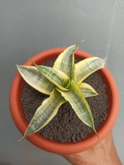 Sansevieria Ariela White Variegated, real gallery image #4 plants. Picture taken directly from kaktus.id community Sansevieria farmer green houses.