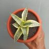 Sansevieria Ariela White Variegated, real feature image plant. Picture taken directly from kaktus.id community Sansevieria farmer green houses.