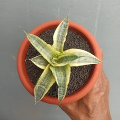 Sansevieria Ariela White Variegated, real feature image plant. Picture taken directly from kaktus.id community Sansevieria farmer green houses.