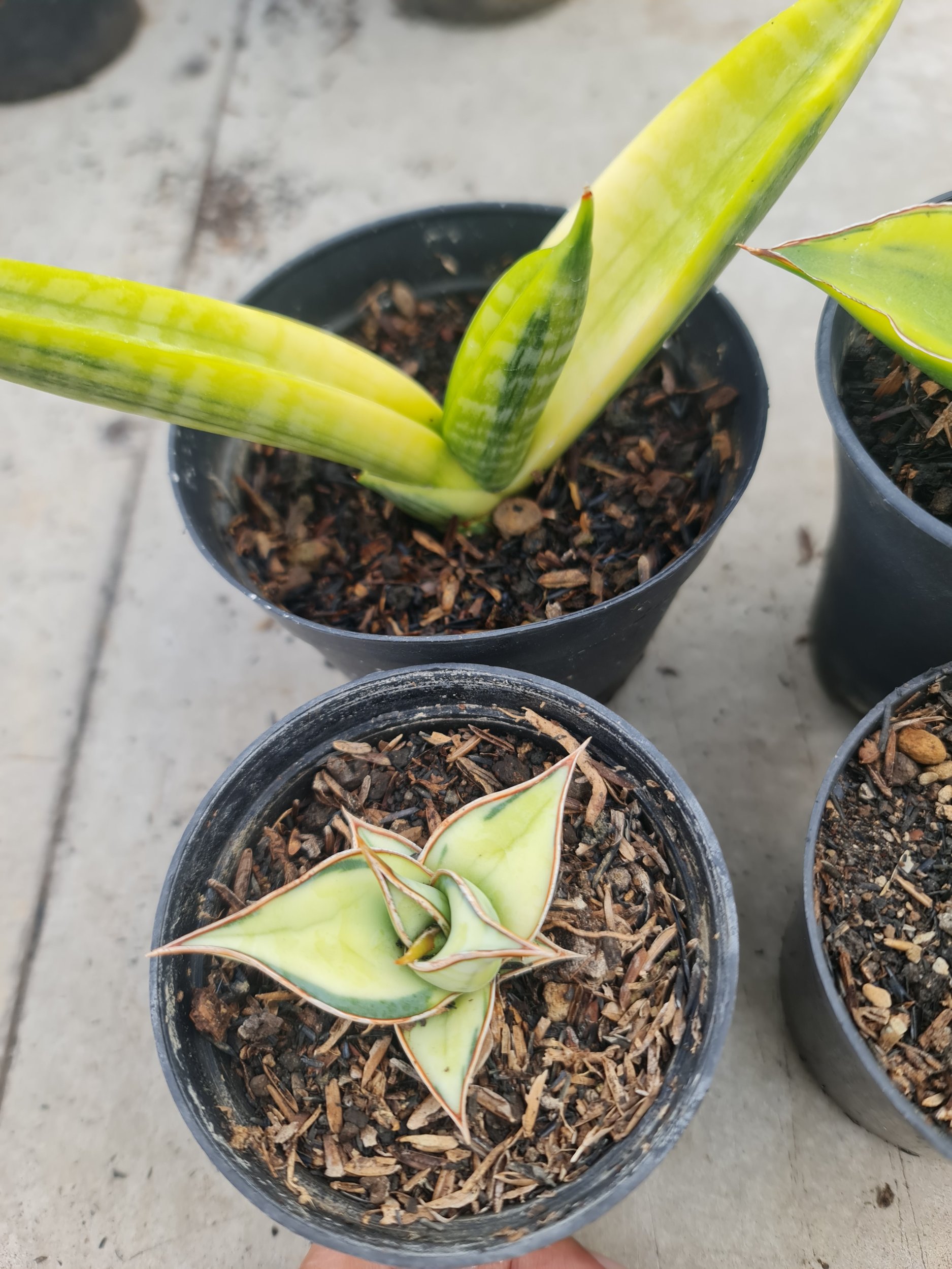 Sansevieria Aurea 4pcs Package, real gallery image #1 plants. Picture taken directly from kaktus.id community Sansevieria farmer green houses.