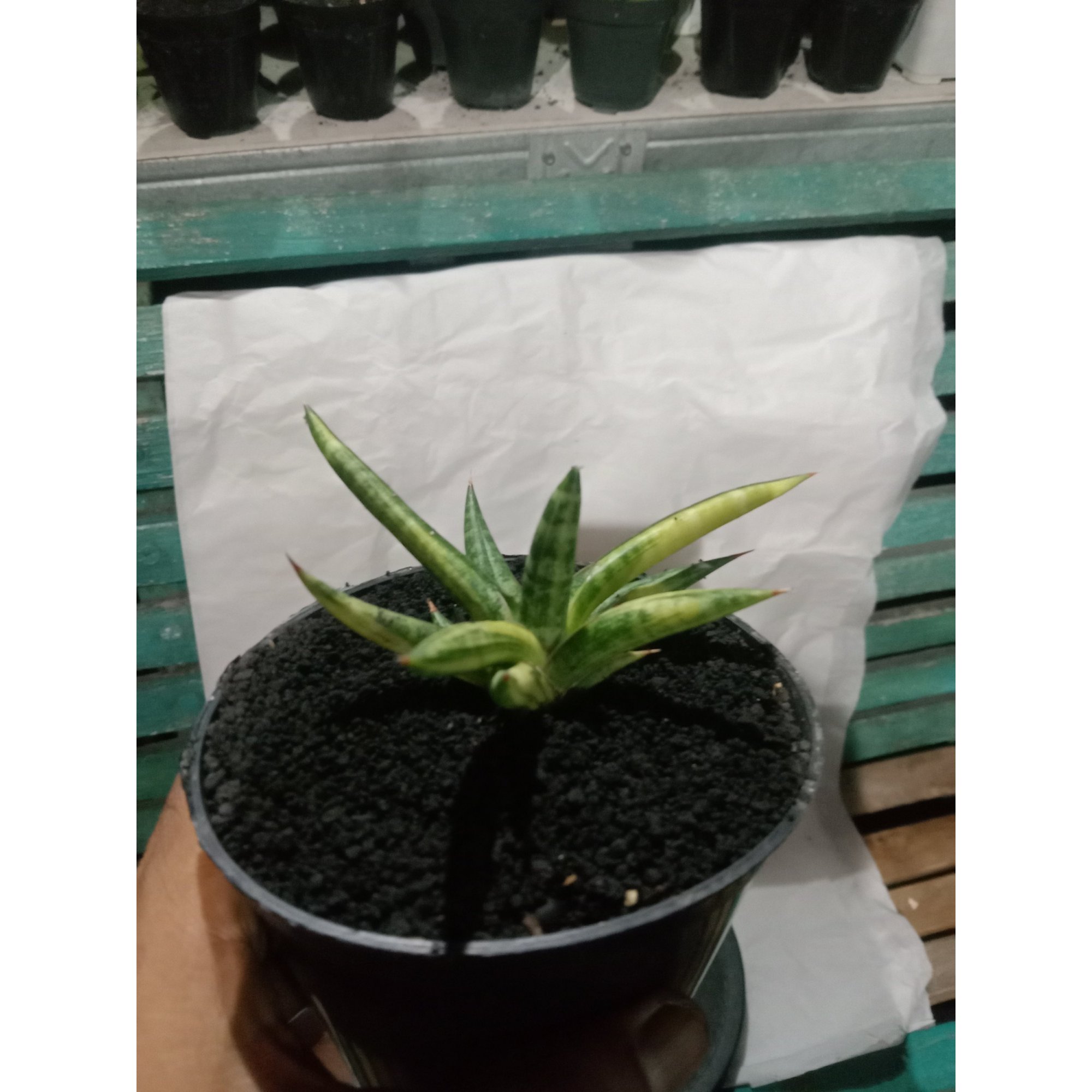 Sansevieria Balyi Minii Variegated size 10 cm, real feature image plant. Picture taken directly from kaktus.id community Sansevieria farmer green houses.
