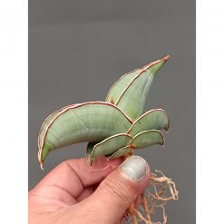 Sansevieria Banana