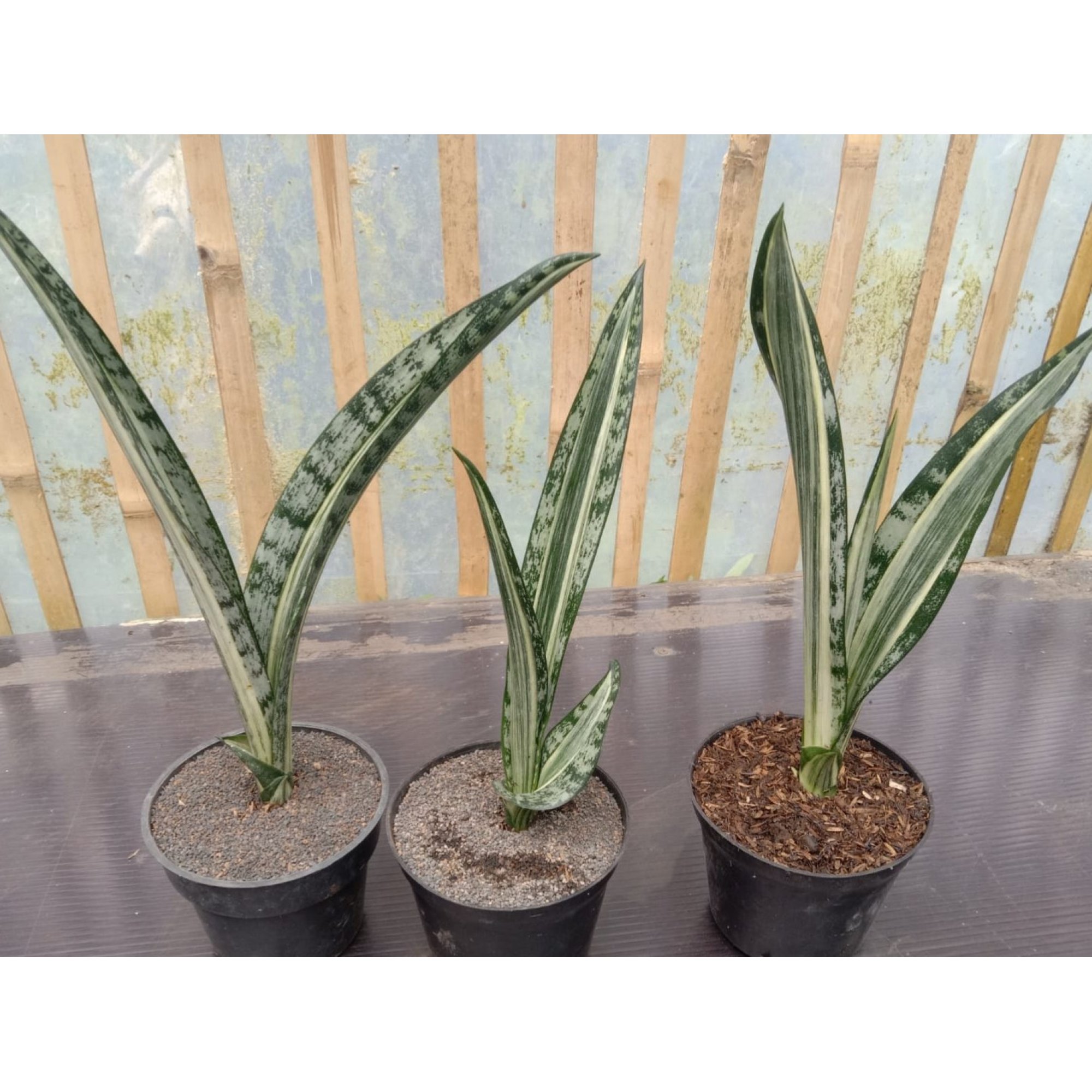 Sansevieria Bantel Batik, real feature image plant. Picture taken directly from kaktus.id community Sansevieria farmer green houses.