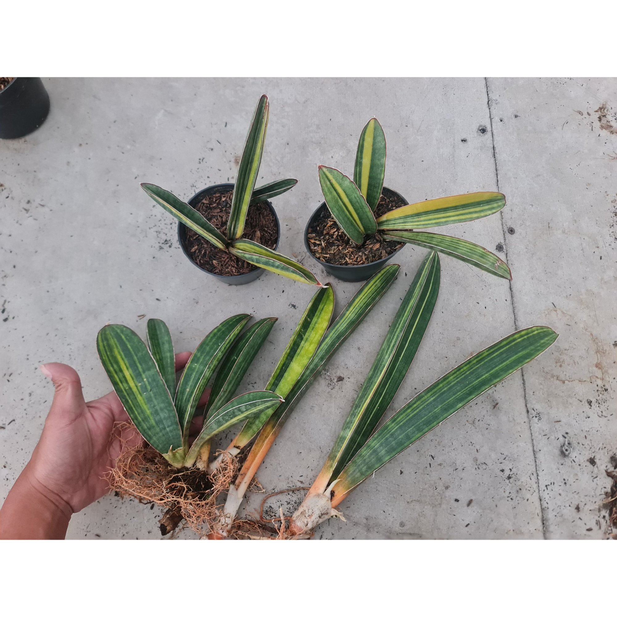 Sansevieria Baseball Variegated 6 Pcs, real feature image plant. Picture taken directly from kaktus.id community Sansevieria farmer green houses.