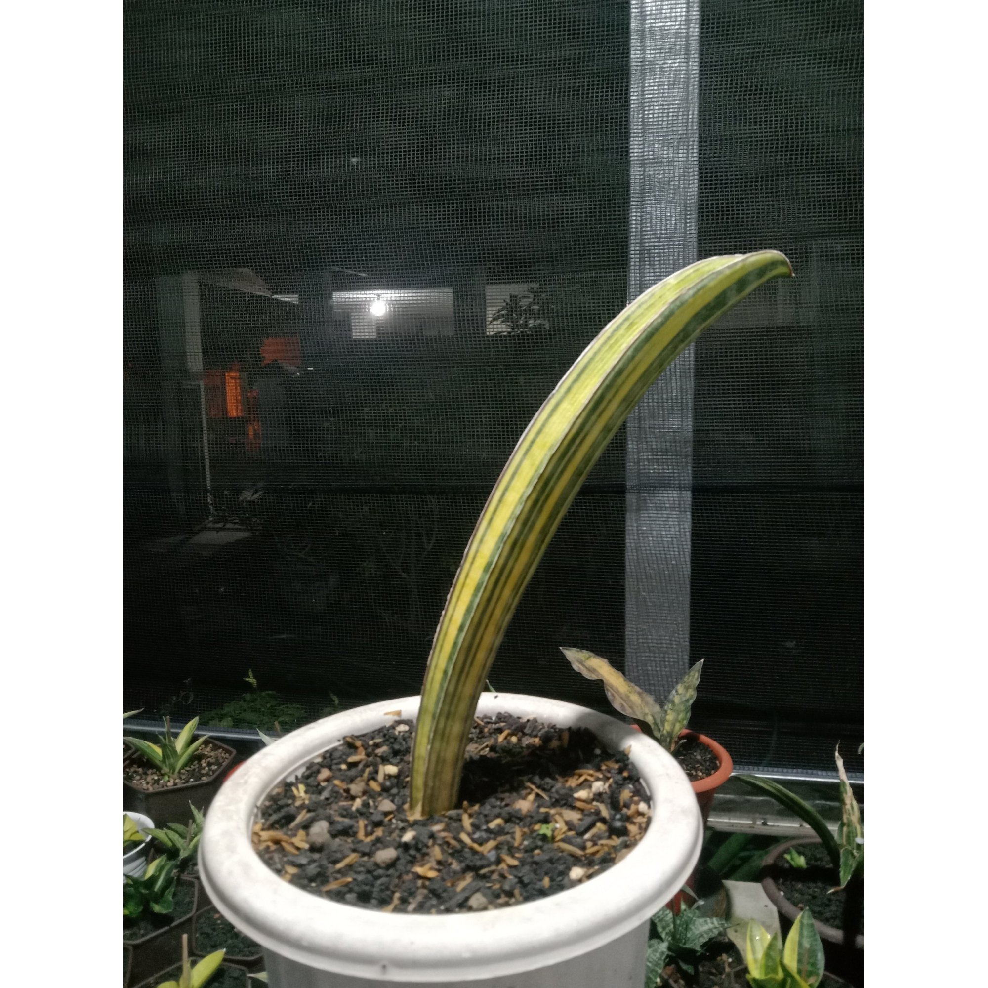 Sansevieria Baseball Variegated, real feature image plant. Picture taken directly from kaktus.id community Sansevieria farmer green houses.