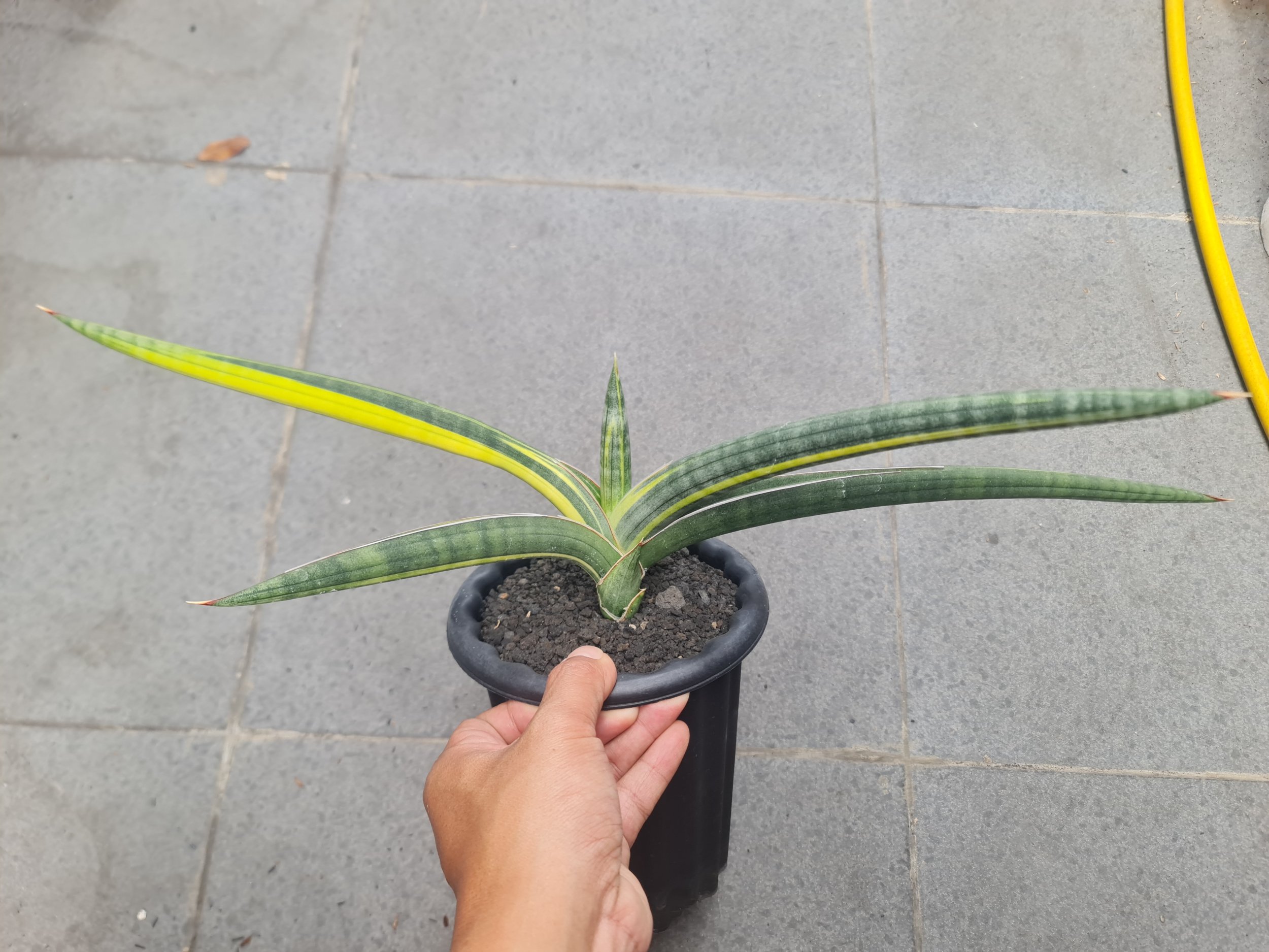 Sansevieria Bella Blue Variegated, real gallery image #1 plants. Picture taken directly from kaktus.id community Sansevieria farmer green houses.