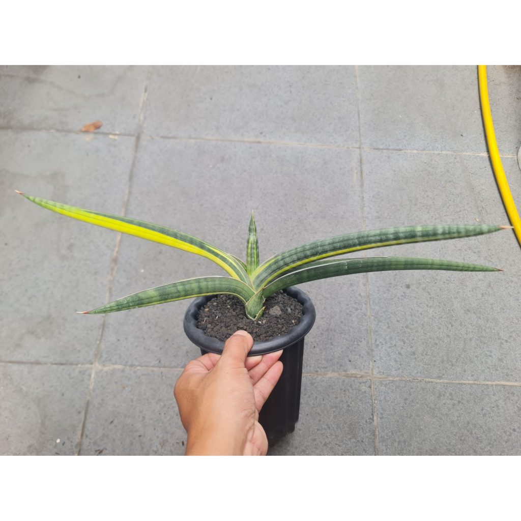kaktus.id