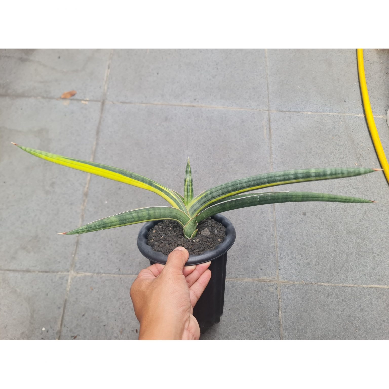 Sansevieria Bella Blue Variegated