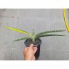 Sansevieria Bella Blue Variegated