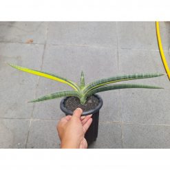 Sansevieria Bella Blue Variegated