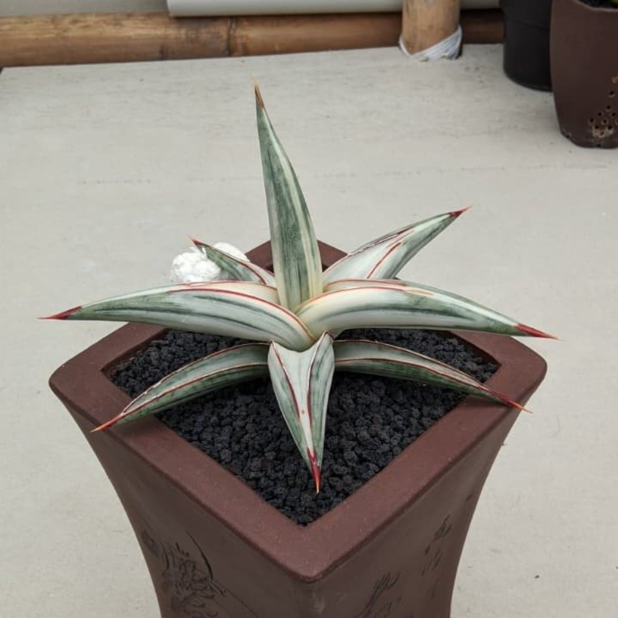 Sansevieria Bella Platinum White Variegated, real feature image plant. Picture taken directly from kaktus.id community Sansevieria farmer green houses.