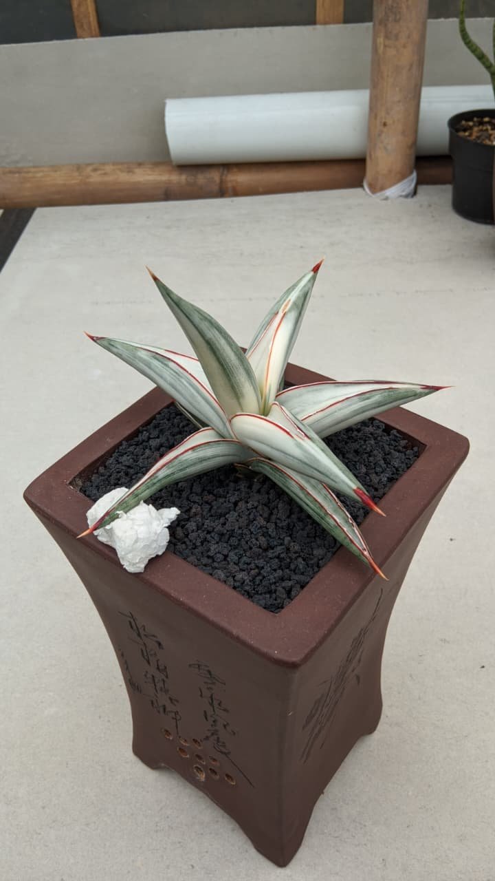 Sansevieria Bella Platinum White Variegated, real gallery image #1 plants. Picture taken directly from kaktus.id community Sansevieria farmer green houses.