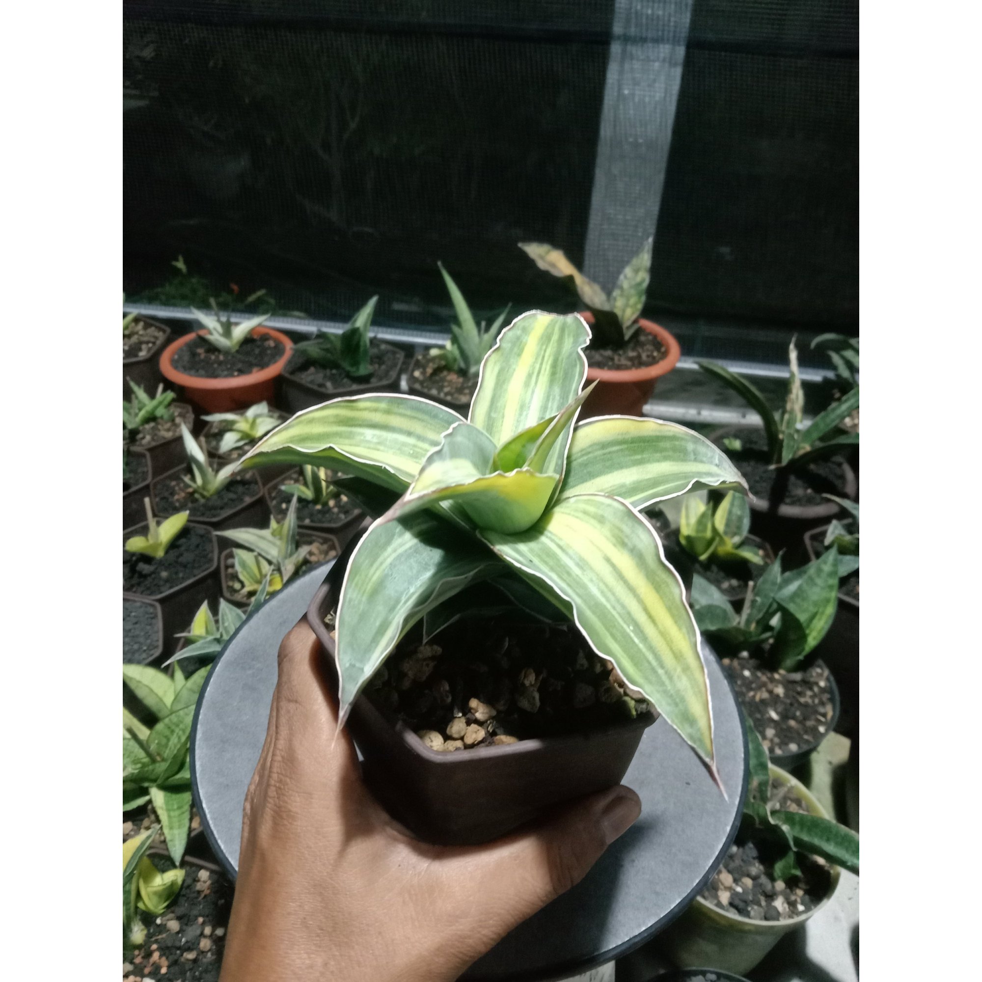 Sansevieria Blueleaf Variegated Medium Size, real feature image plant. Picture taken directly from kaktus.id community Sansevieria farmer green houses.