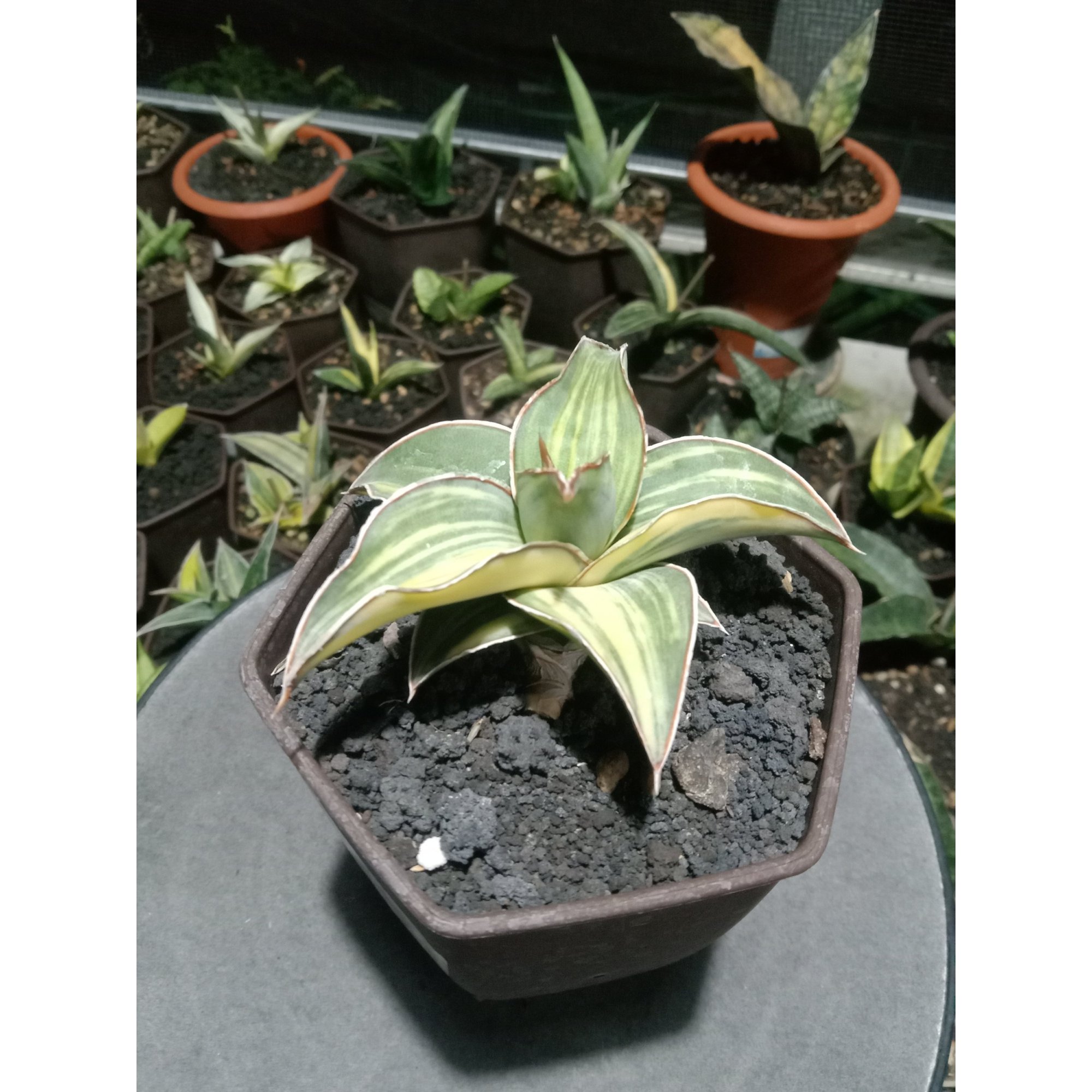 Sansevieria Blueleaf Variegated Small, real feature image plant. Picture taken directly from kaktus.id community Sansevieria farmer green houses.