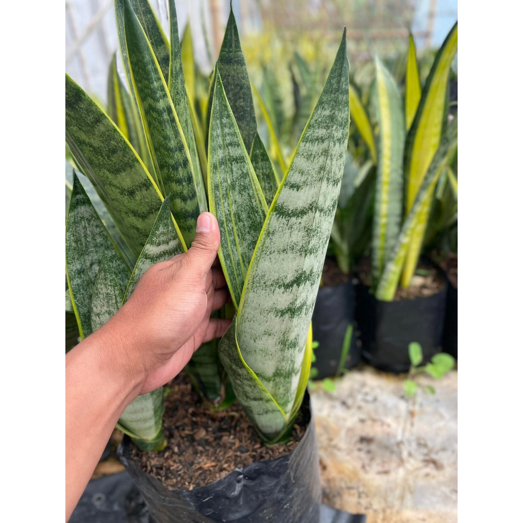 Sansevieria Blurry White Spot, real feature image plant. Picture taken directly from kaktus.id community Sansevieria farmer green houses.