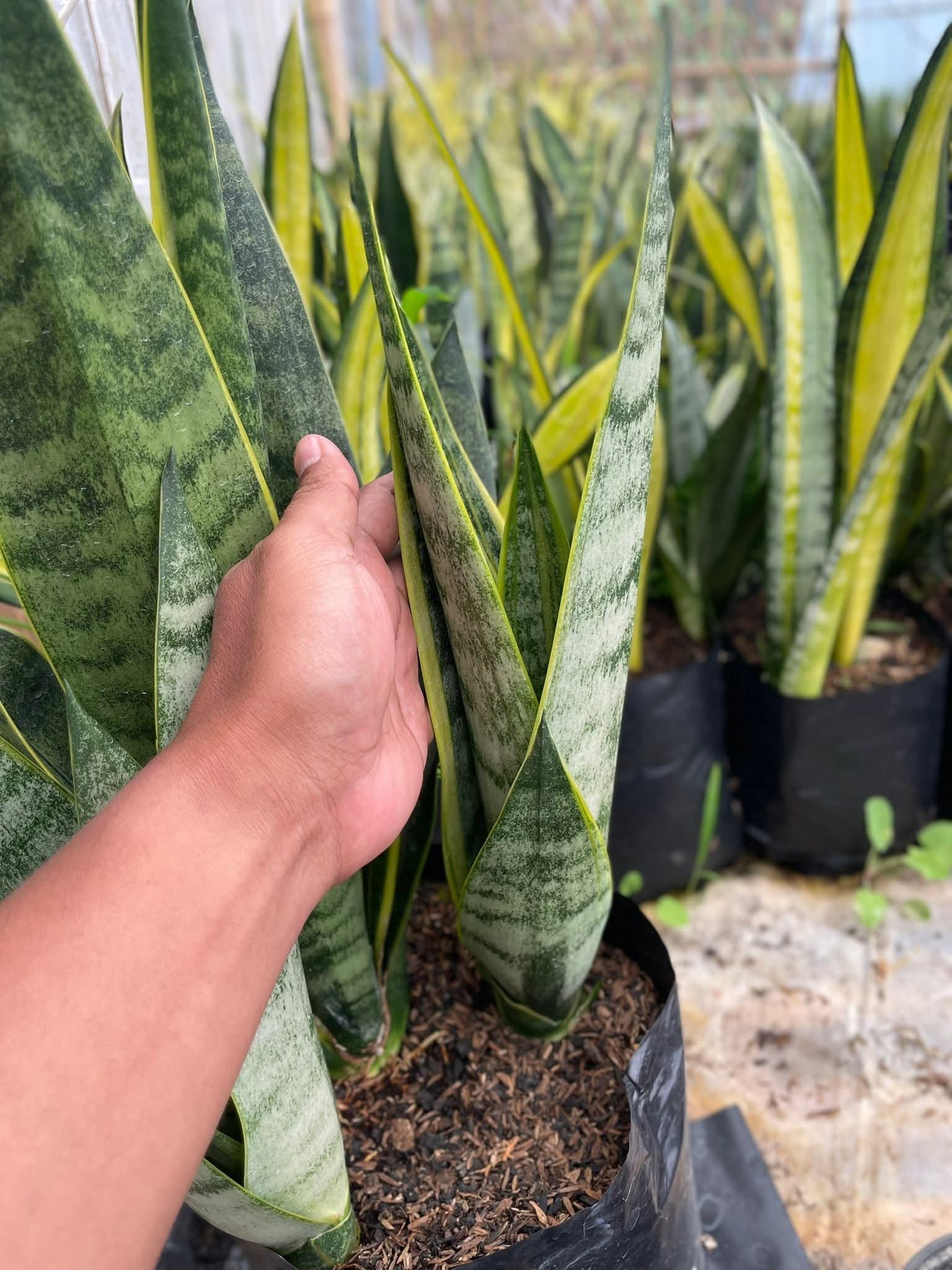 Sansevieria Blurry White Spot, real gallery image #1 plants. Picture taken directly from kaktus.id community Sansevieria farmer green houses.