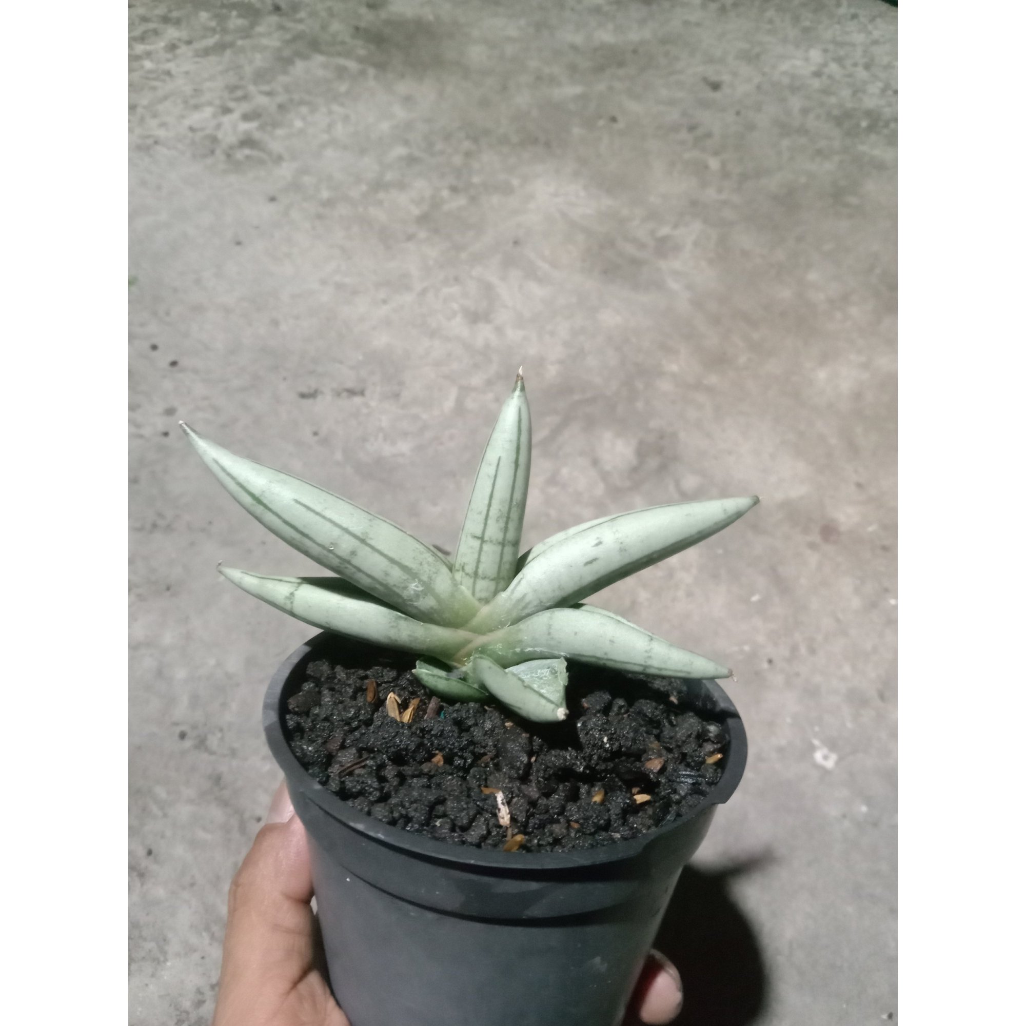 Sansevieria Boncel Platinum Cross, real feature image plant. Picture taken directly from kaktus.id community Sansevieria farmer green houses.