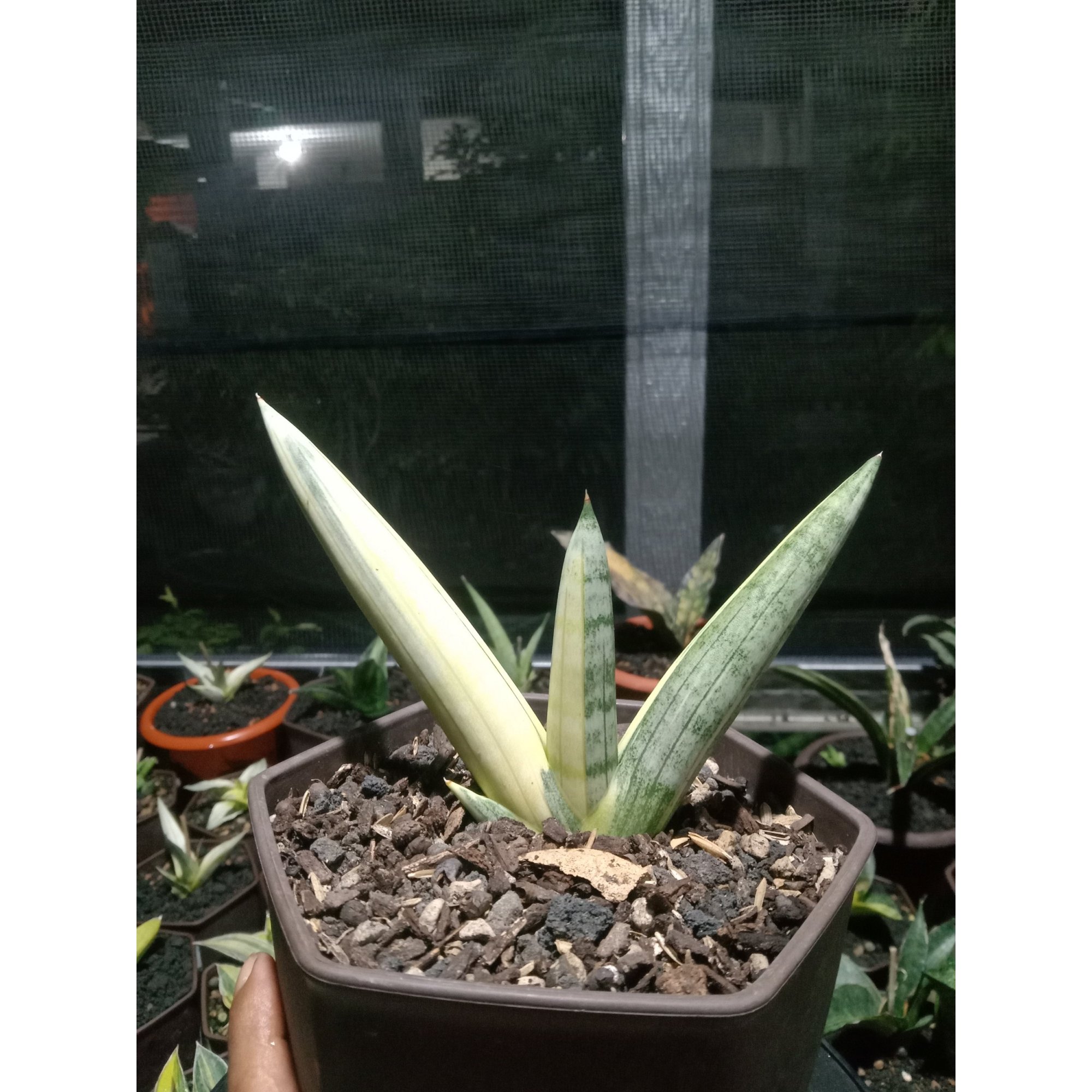 Sansevieria Boncel Silver Variegated, real feature image plant. Picture taken directly from kaktus.id community Sansevieria farmer green houses.
