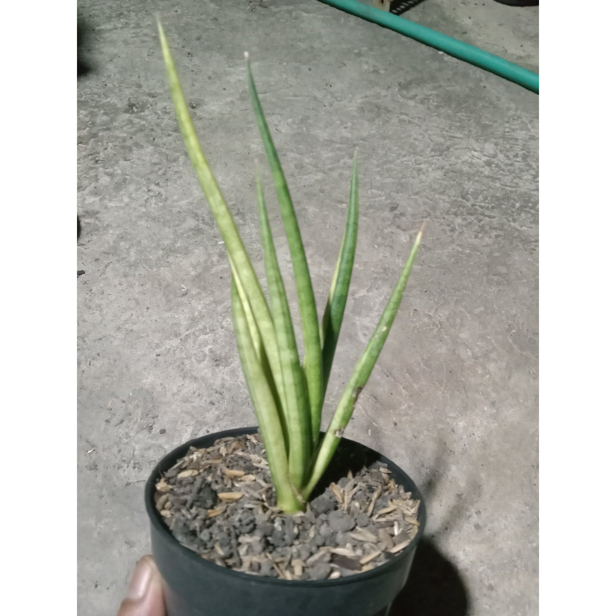 Sansevieria Bonloutorch Variegated, real feature image plant. Picture taken directly from kaktus.id community Sansevieria farmer green houses.