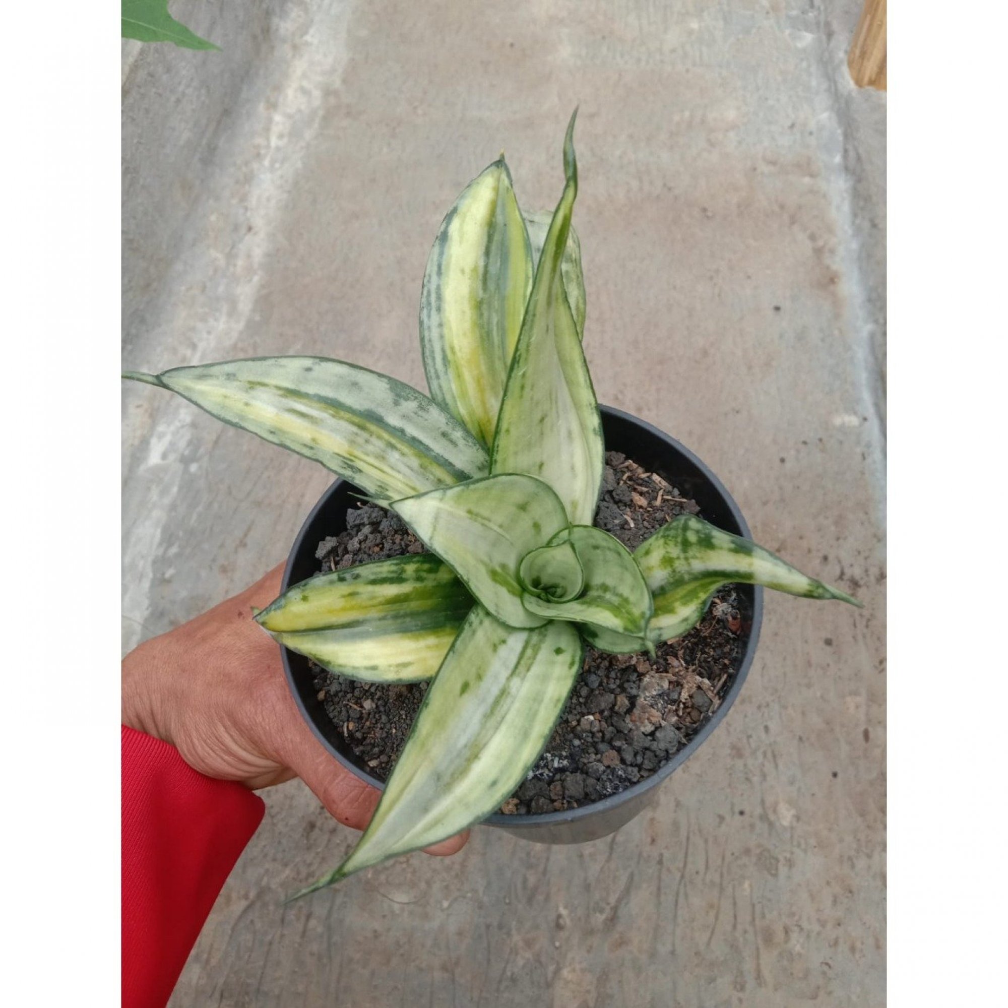 Sansevieria Brazilian Black Silver Variegated, real feature image plant. Picture taken directly from kaktus.id community Sansevieria farmer green houses.