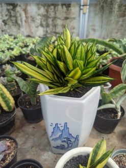 Sansevieria Brazilian Black Variegated Cristata, real gallery image #1 plants. Picture taken directly from kaktus.id community Sansevieria farmer green houses.