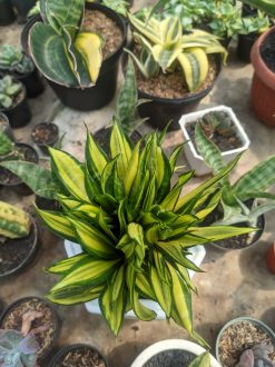 Sansevieria Brazilian Black Variegated Cristata, real gallery image #2 plants. Picture taken directly from kaktus.id community Sansevieria farmer green houses.