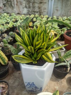 Sansevieria Brazilian Black Variegated Cristata, real gallery image #3 plants. Picture taken directly from kaktus.id community Sansevieria farmer green houses.