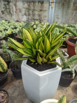 Sansevieria Brazilian Black Variegated Cristata, real gallery image #4 plants. Picture taken directly from kaktus.id community Sansevieria farmer green houses.