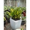 Sansevieria Brazilian Black Variegated Cristata, real feature image plant. Picture taken directly from kaktus.id community Sansevieria farmer green houses.