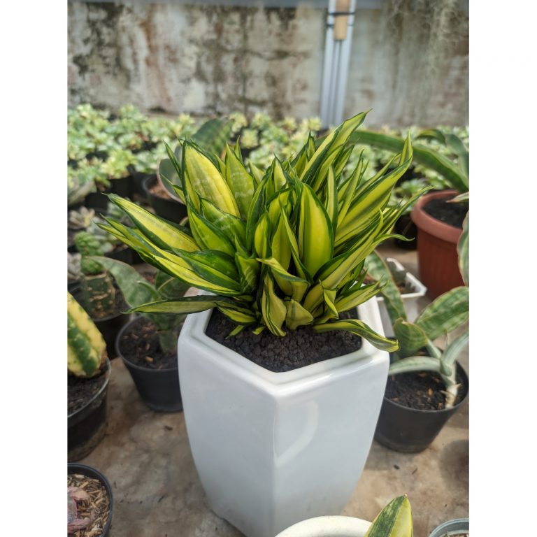 1447. Sansevieria Brazilian Black Variegated Cristata