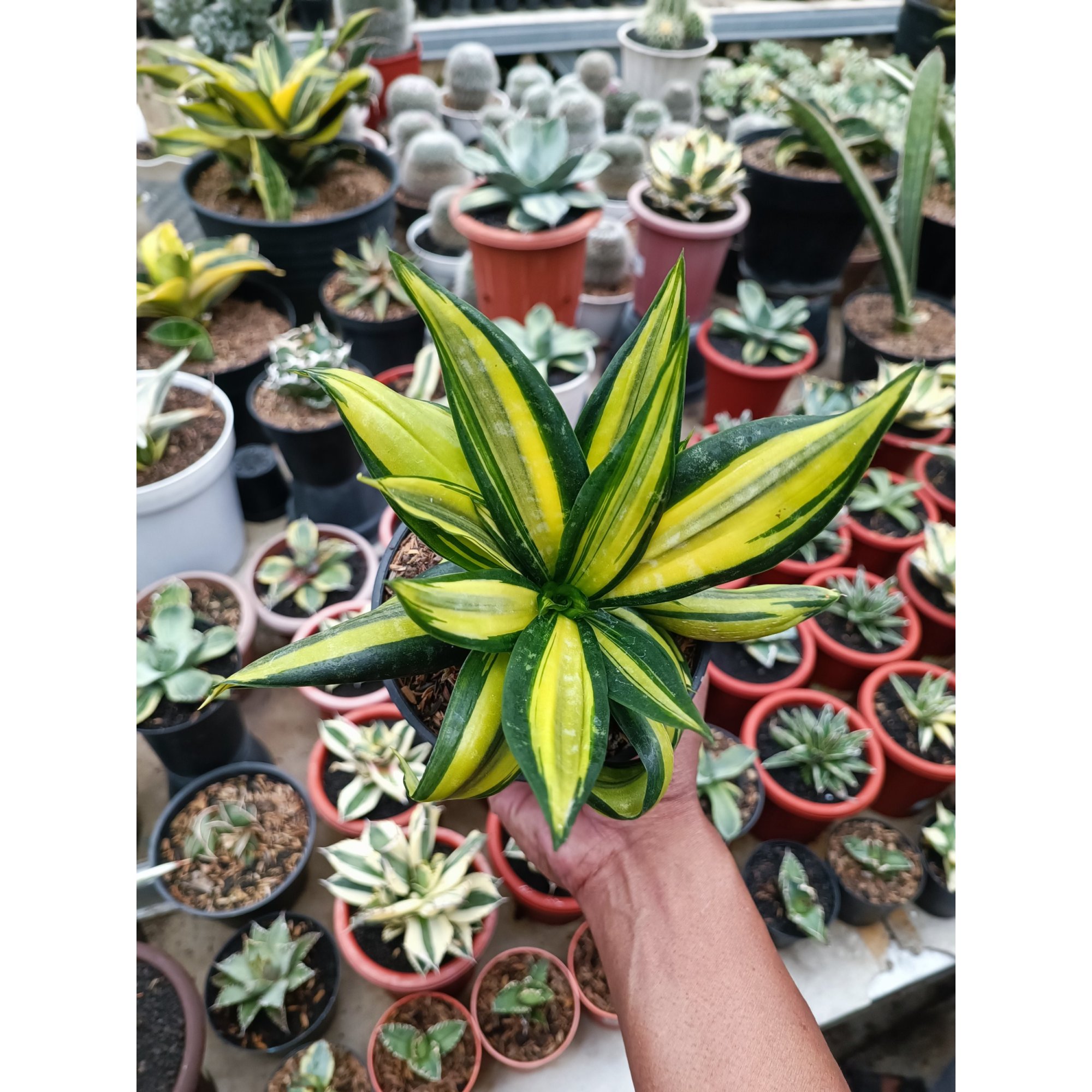 Sansevieria Brazilian Black Variegated, real feature image plant. Picture taken directly from kaktus.id community Sansevieria farmer green houses.