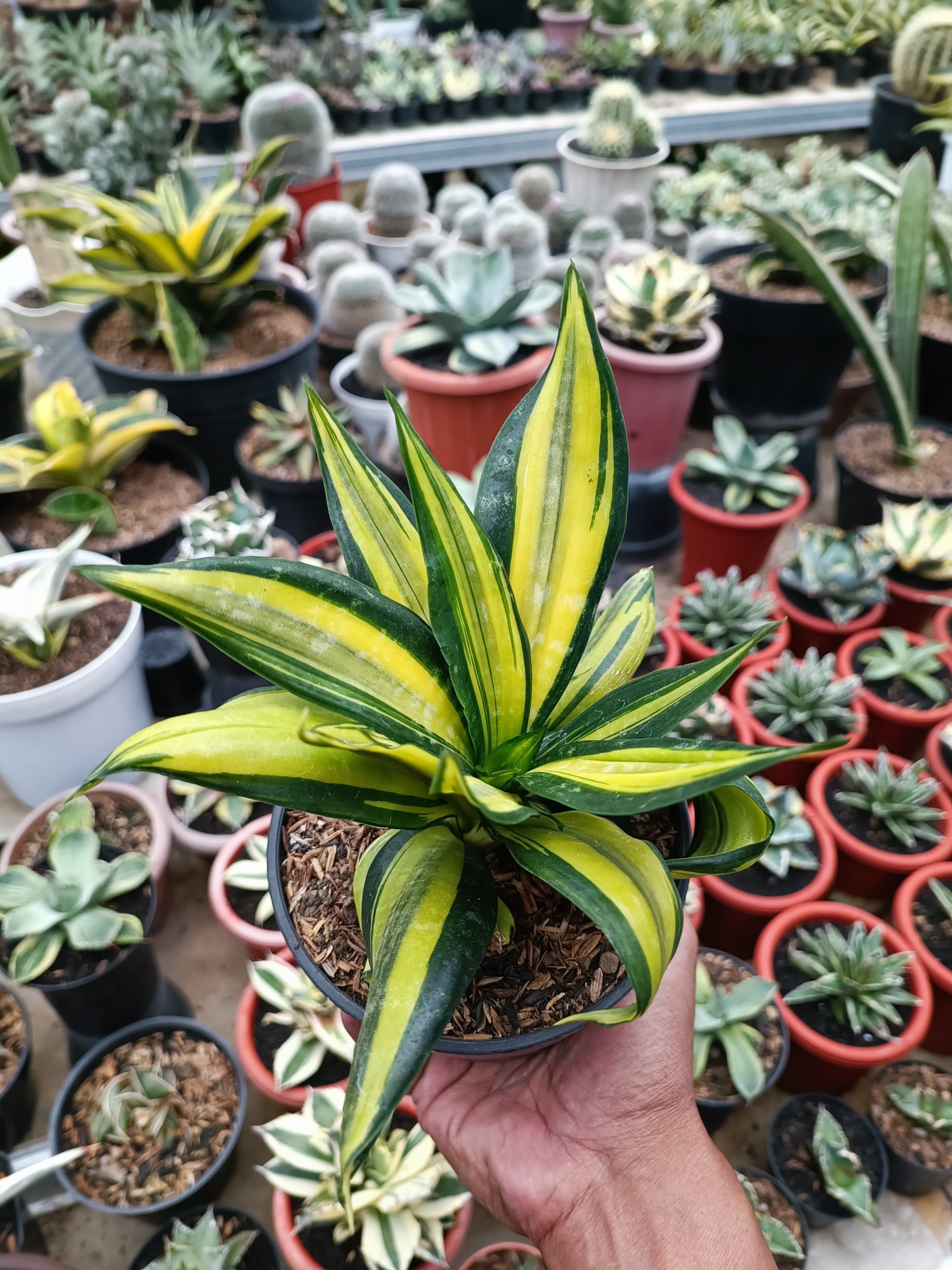 Sansevieria Brazilian Black Variegated, real gallery image #1 plants. Picture taken directly from kaktus.id community Sansevieria farmer green houses.