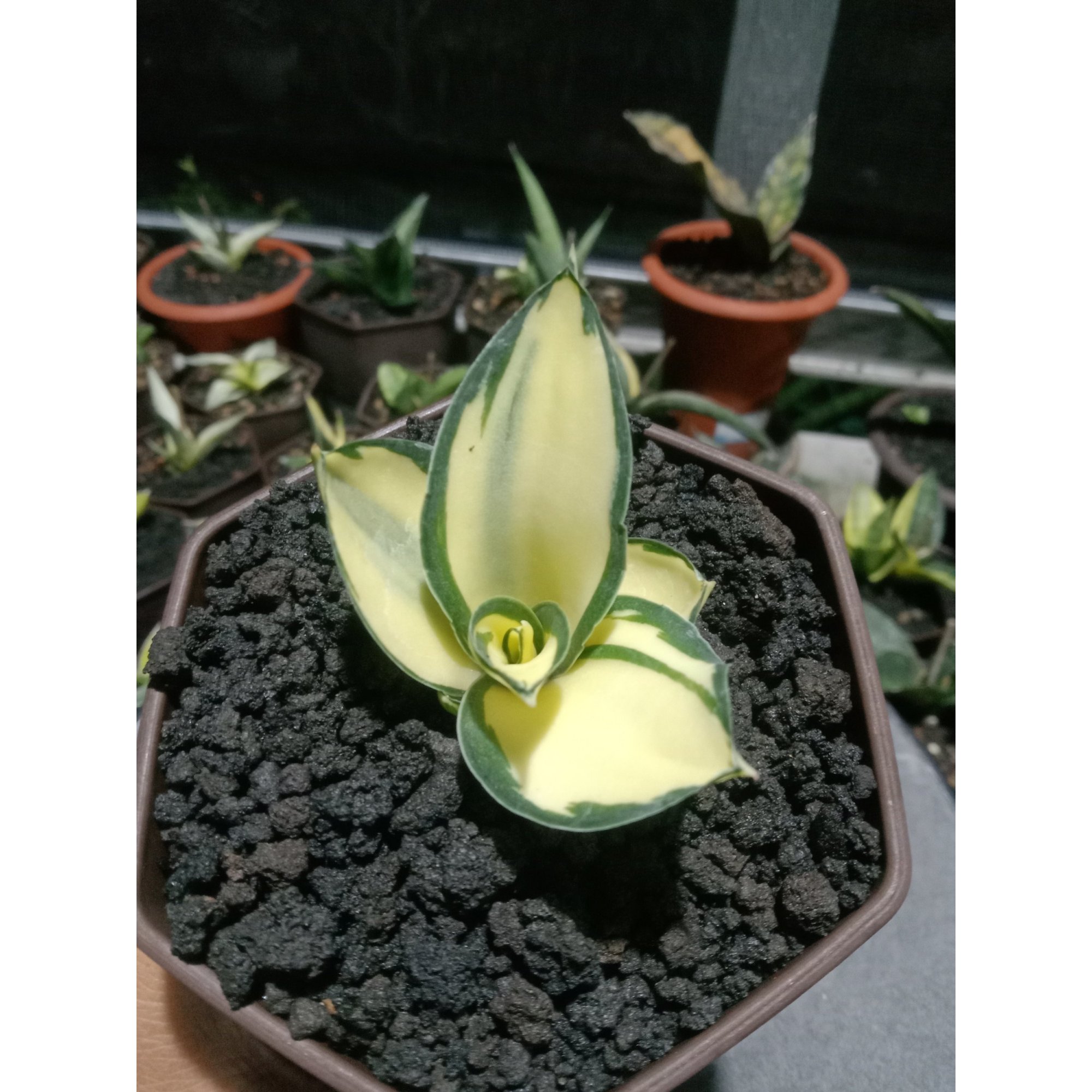 Sansevieria Cellomita Mediopicta Variegated, real feature image plant. Picture taken directly from kaktus.id community Sansevieria farmer green houses.