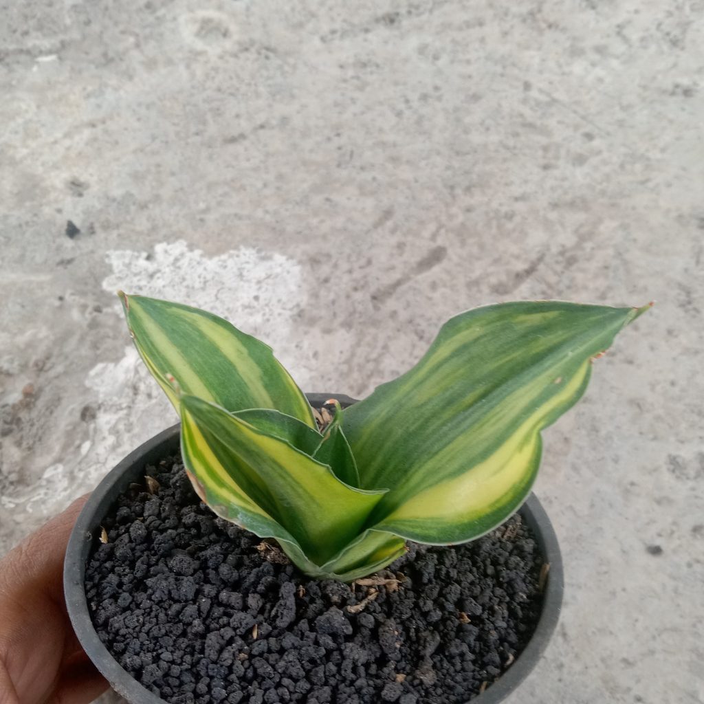 kaktus.id