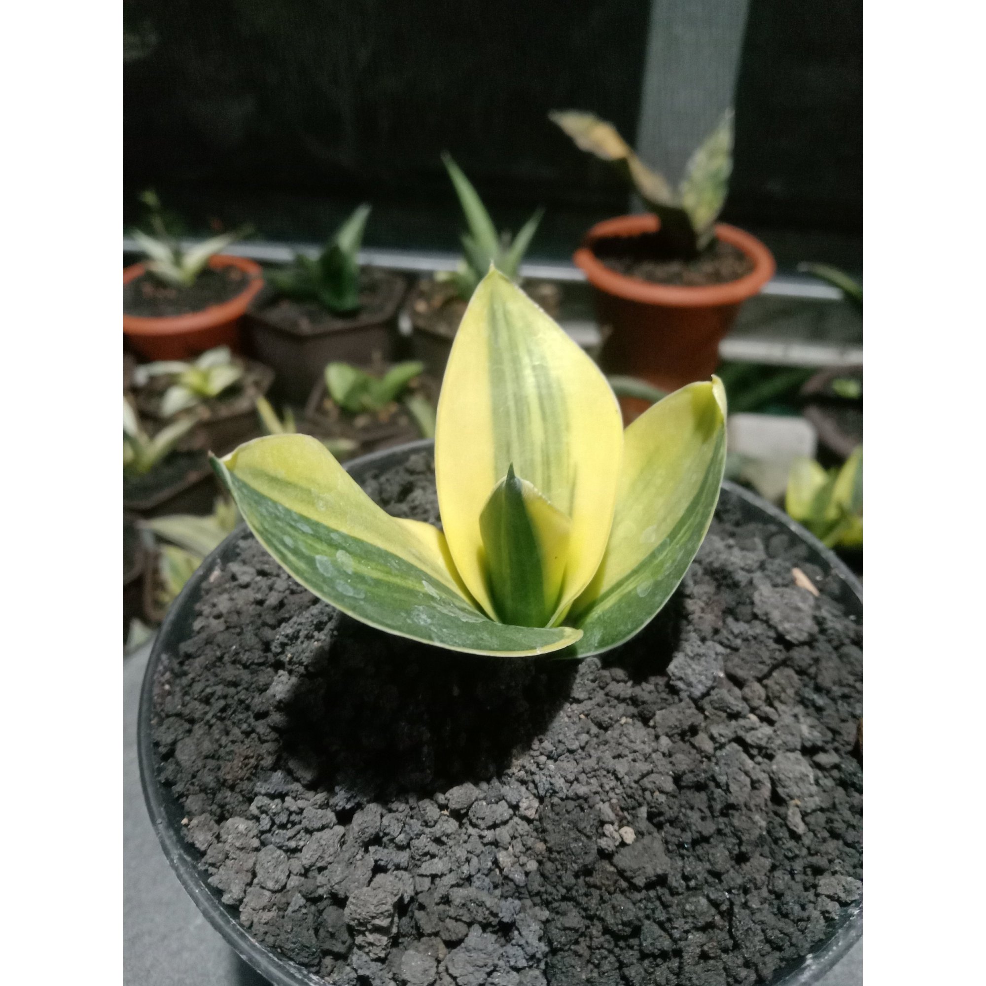 Sansevieria Cellomita Variegated, real feature image plant. Picture taken directly from kaktus.id community Sansevieria farmer green houses.