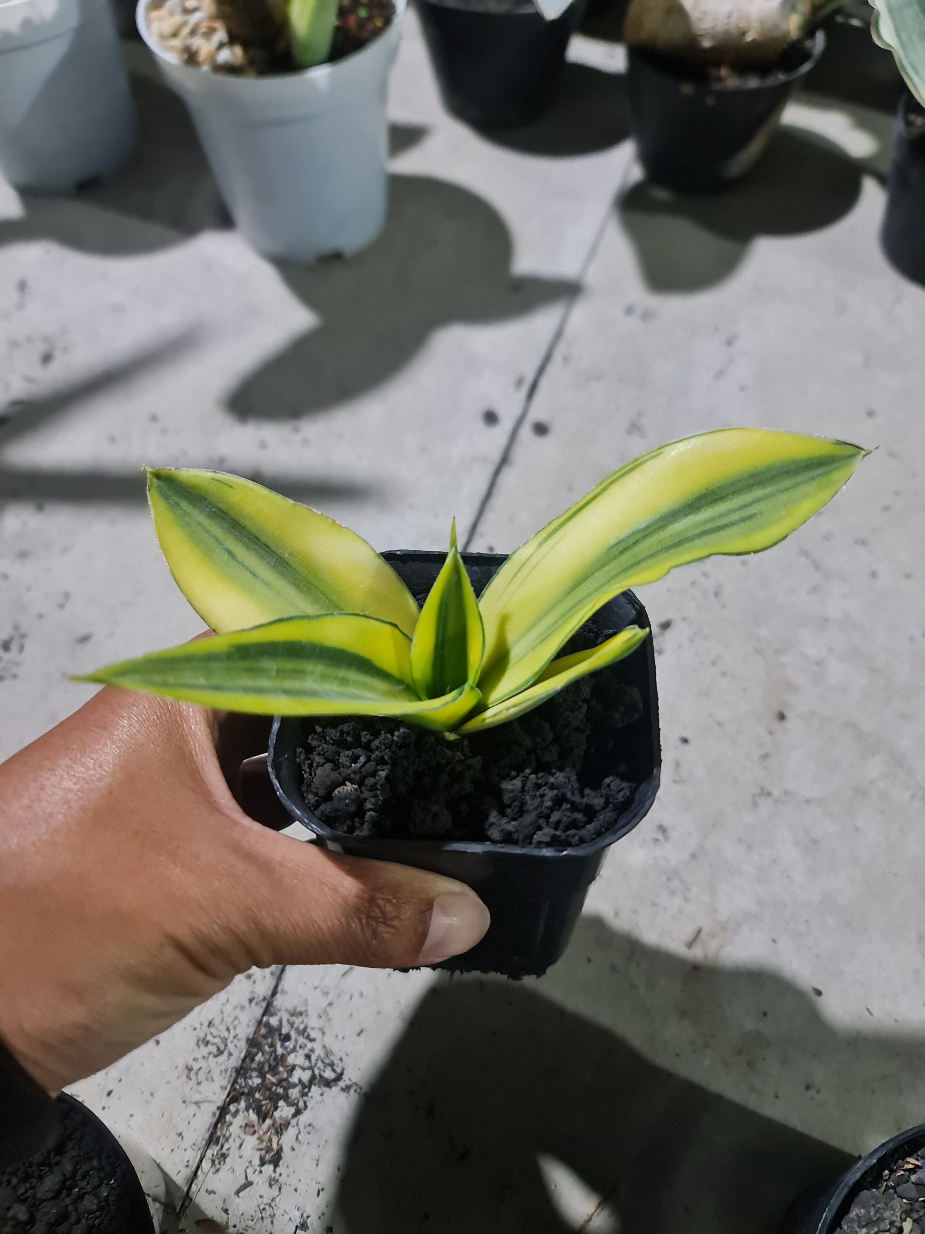Sansevieria Chelomita Aurea, real gallery image #1 plants. Picture taken directly from kaktus.id community Sansevieria farmer green houses.