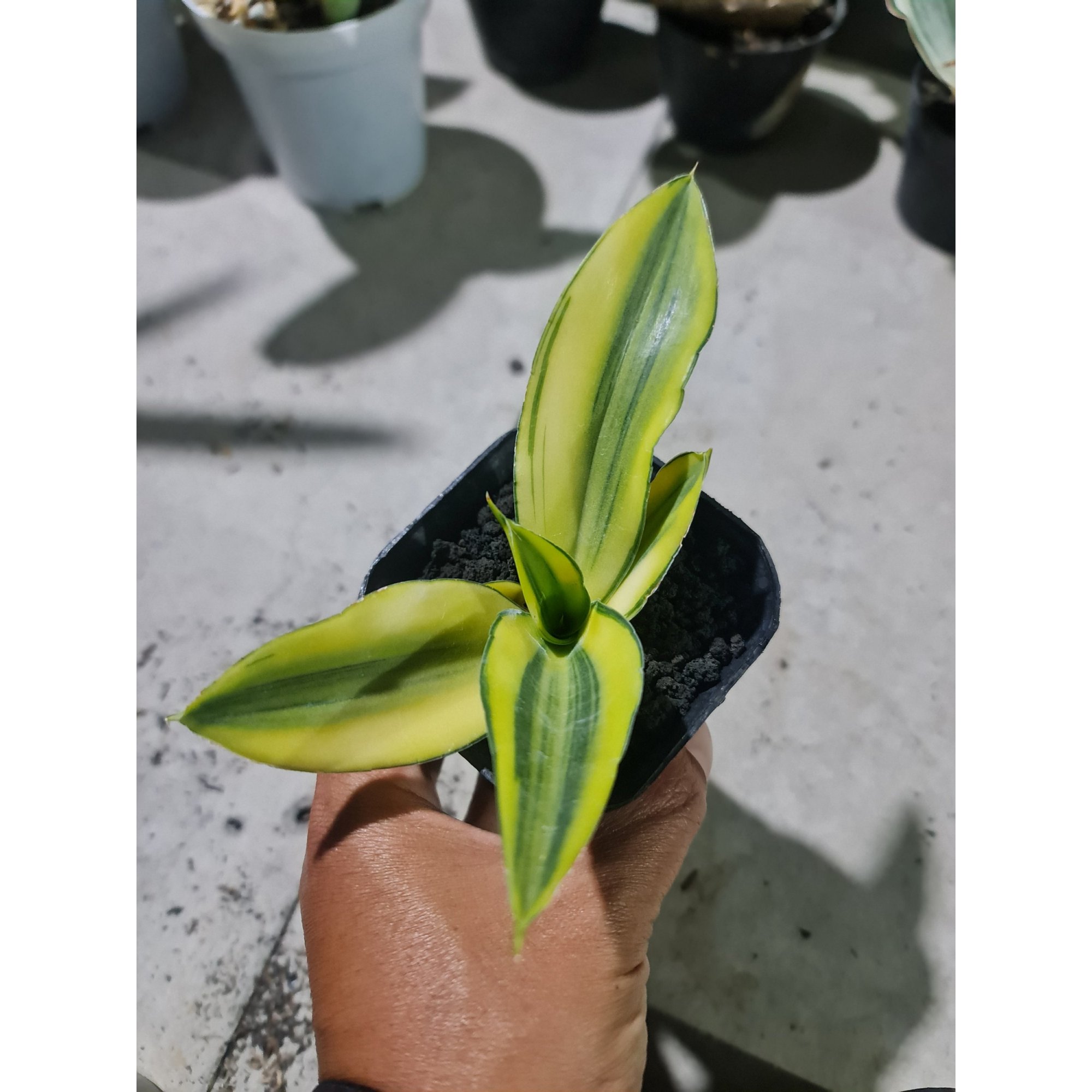Sansevieria Chelomita Aurea, real feature image plant. Picture taken directly from kaktus.id community Sansevieria farmer green houses.