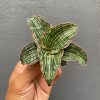 Sansevieria Cleopatra 10pcs