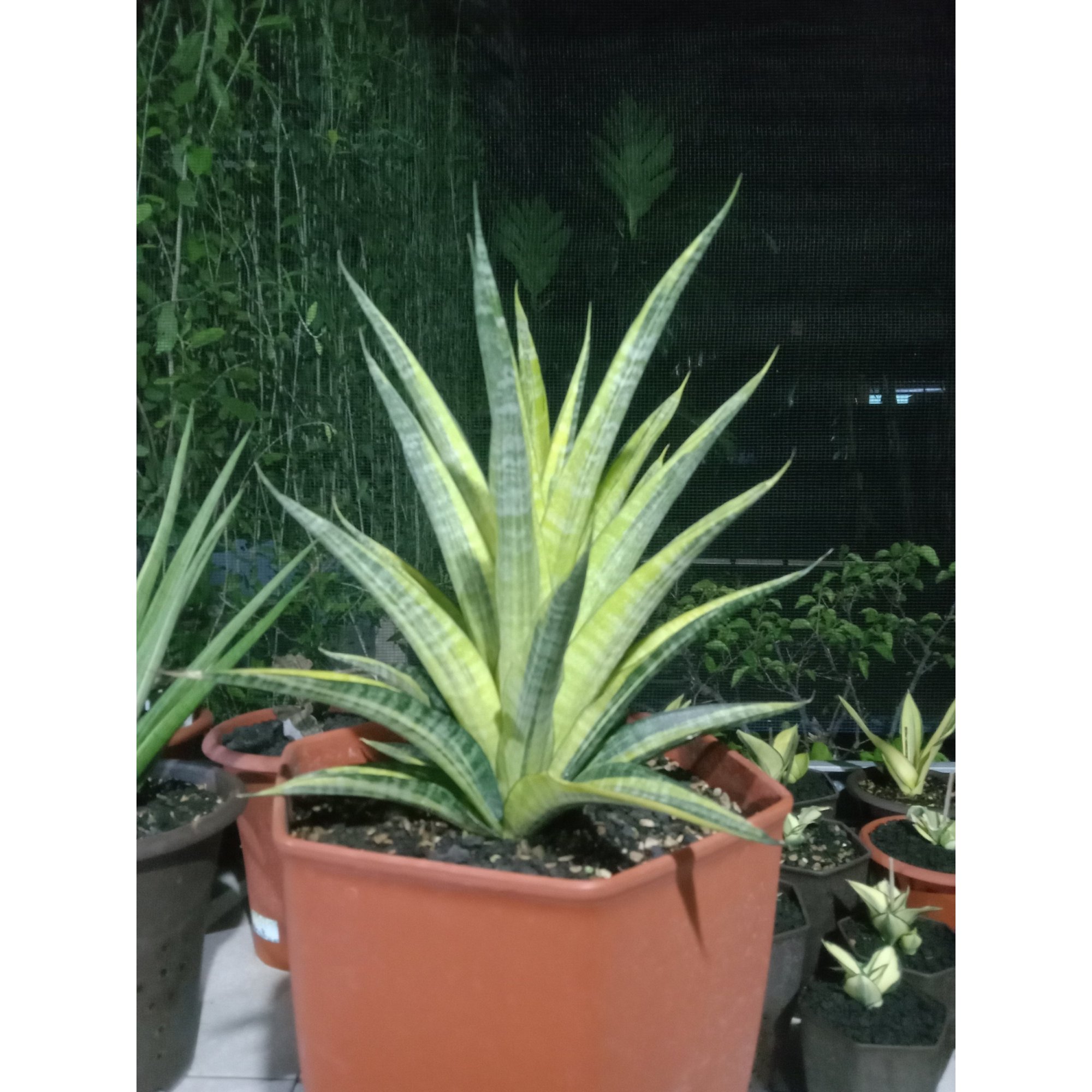 Sansevieria Cordova Variegated Jumbo Size, real feature image plant. Picture taken directly from kaktus.id community Sansevieria farmer green houses.