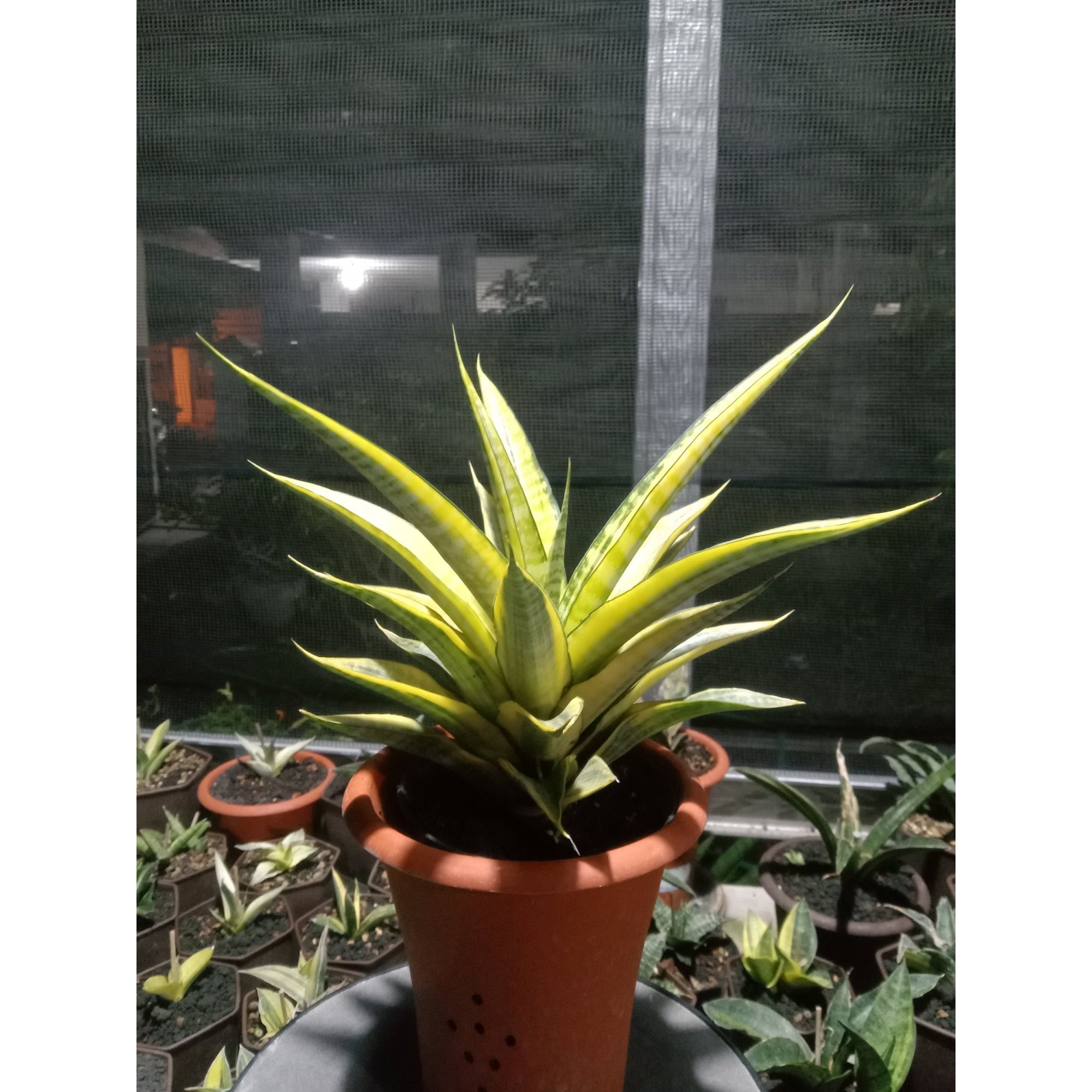 Sansevieria Cordova Yellow Variegated, real feature image plant. Picture taken directly from kaktus.id community Sansevieria farmer green houses.