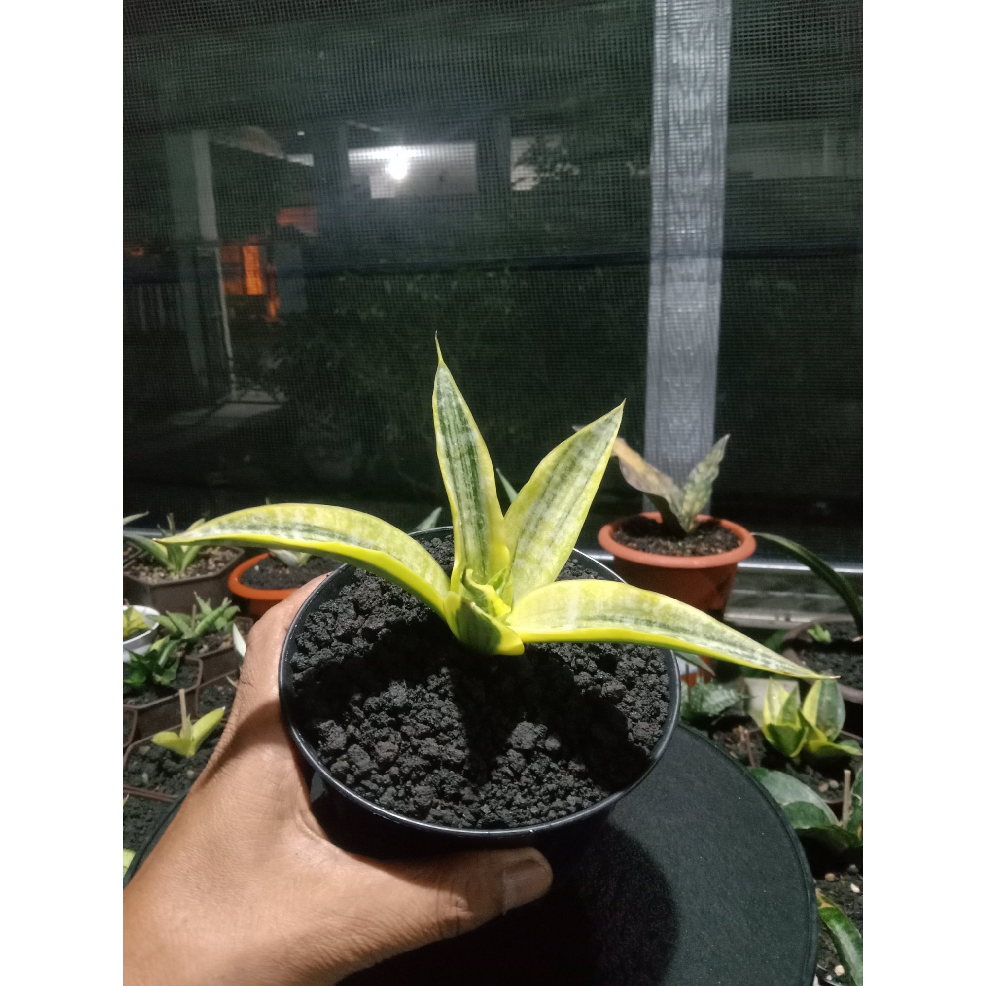 Sansevieria Crocodille Rock Variegated, real feature image plant. Picture taken directly from kaktus.id community Sansevieria farmer green houses.