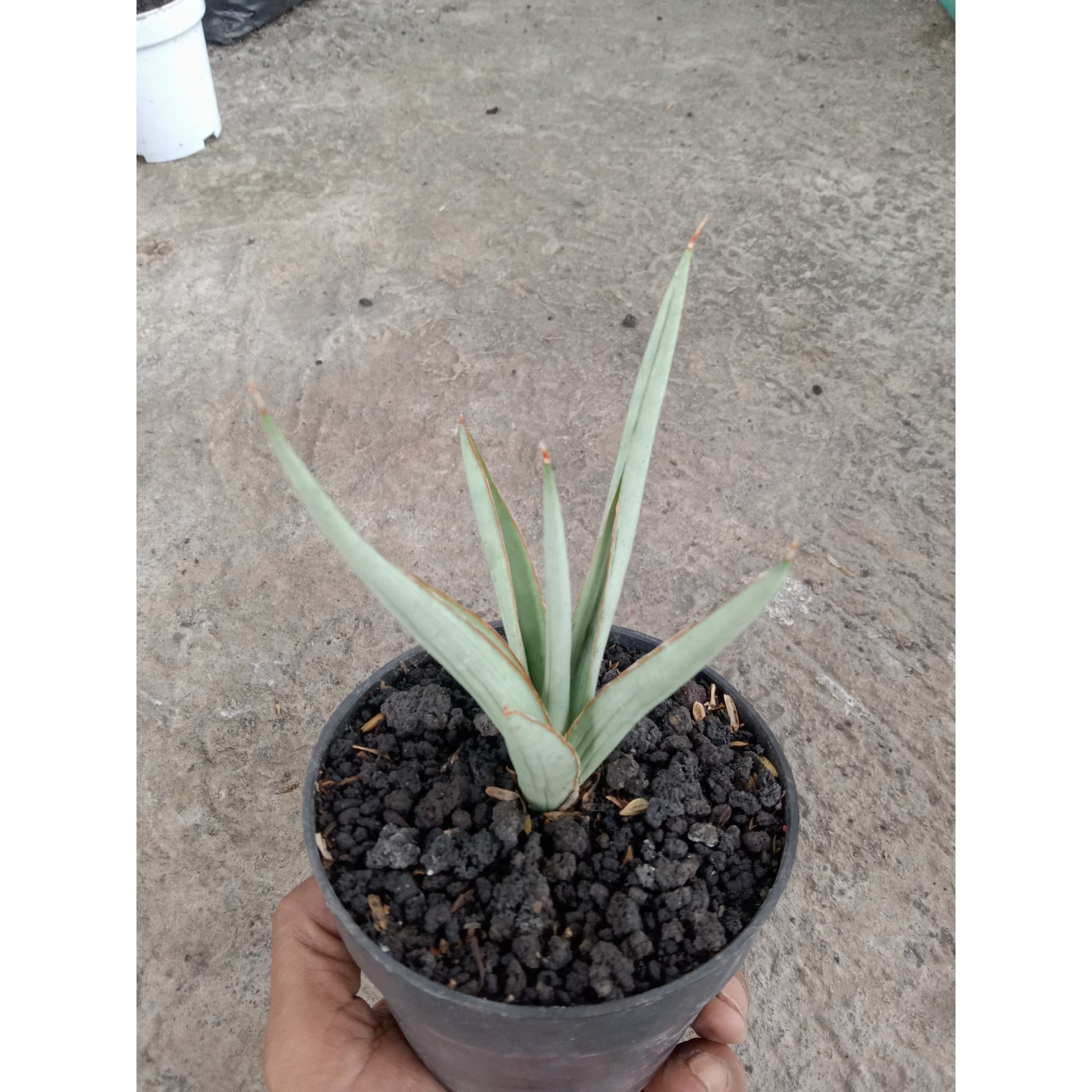Sansevieria Dancing Dragon size 13 cm, real feature image plant. Picture taken directly from kaktus.id community Sansevieria farmer green houses.