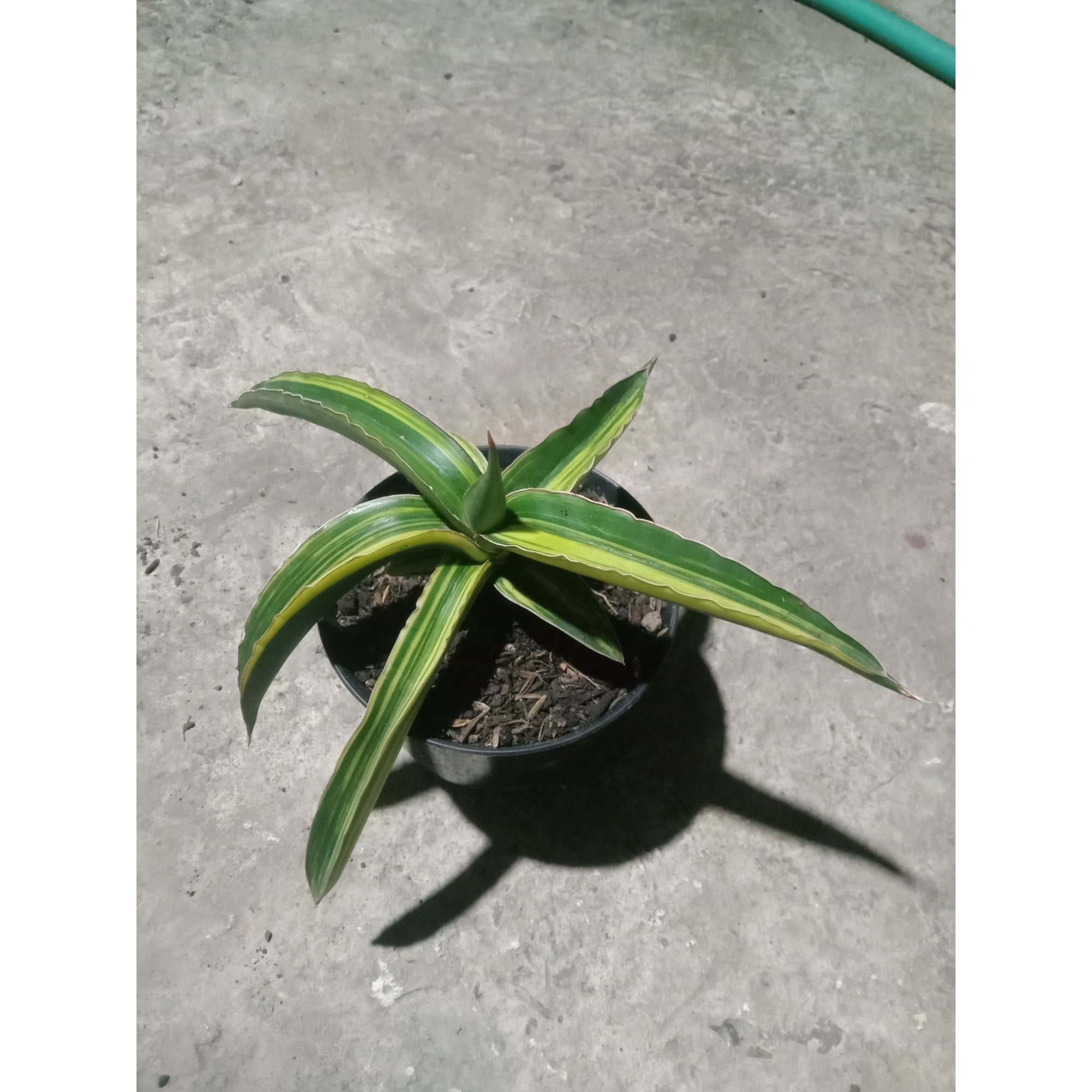 Sansevieria Dark Green Clone Variegated, real feature image plant. Picture taken directly from kaktus.id community Sansevieria farmer green houses.