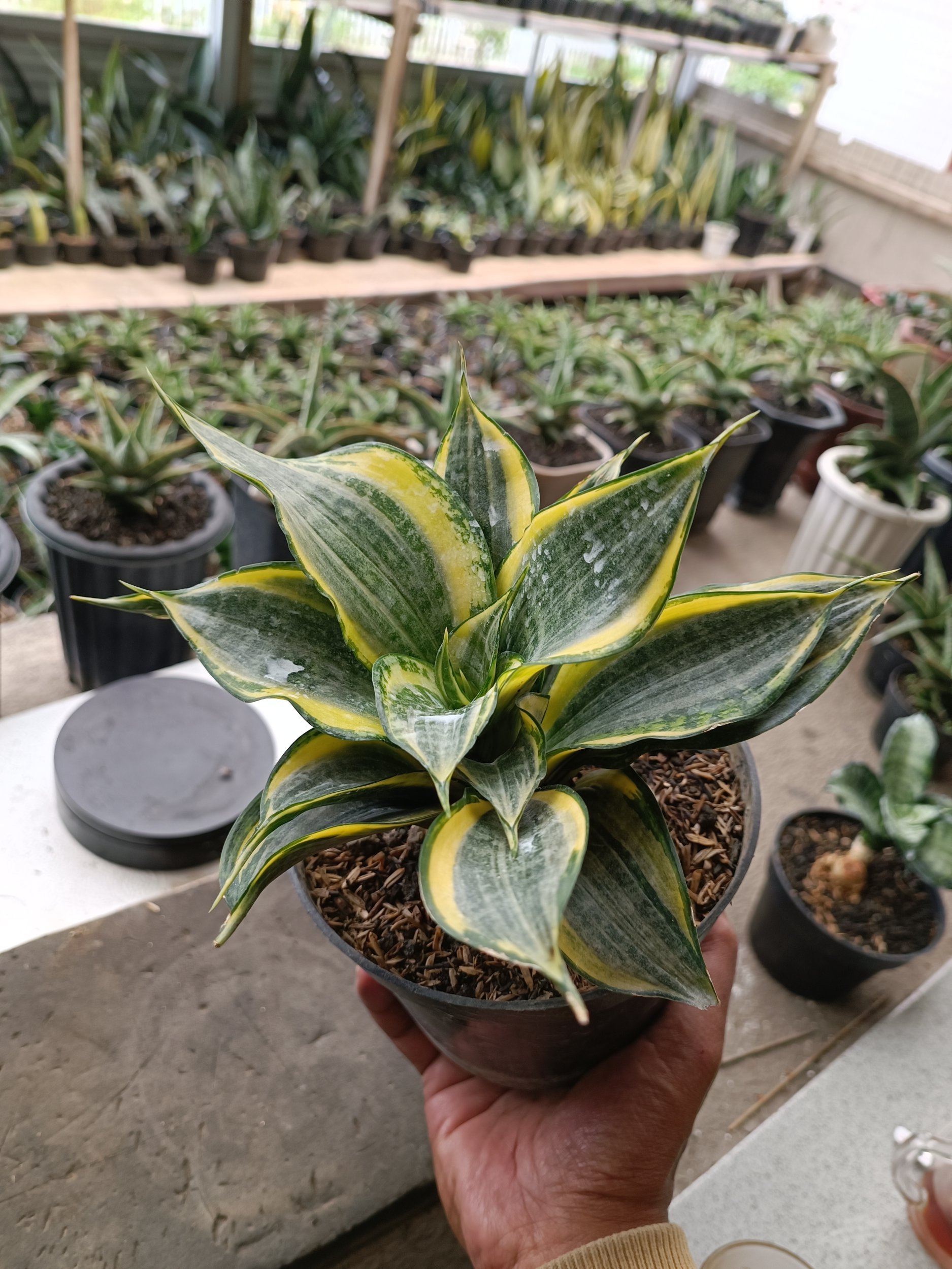 Sansevieria Dazzling Gold, real gallery image #1 plants. Picture taken directly from kaktus.id community Sansevieria farmer green houses.