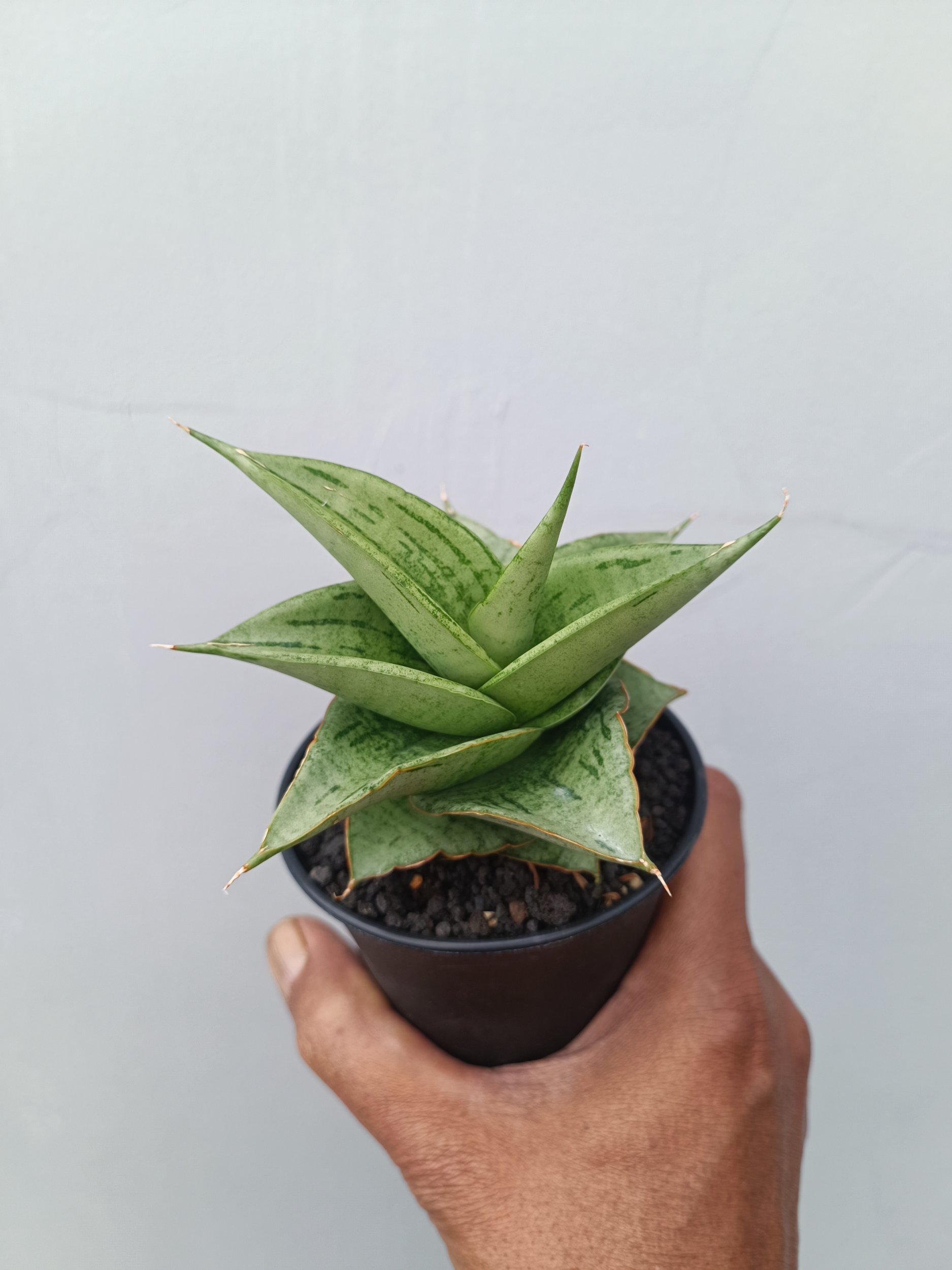 Sansevieria Dewa size 8 cm, real gallery image #1 plants. Picture taken directly from kaktus.id community Sansevieria farmer green houses.