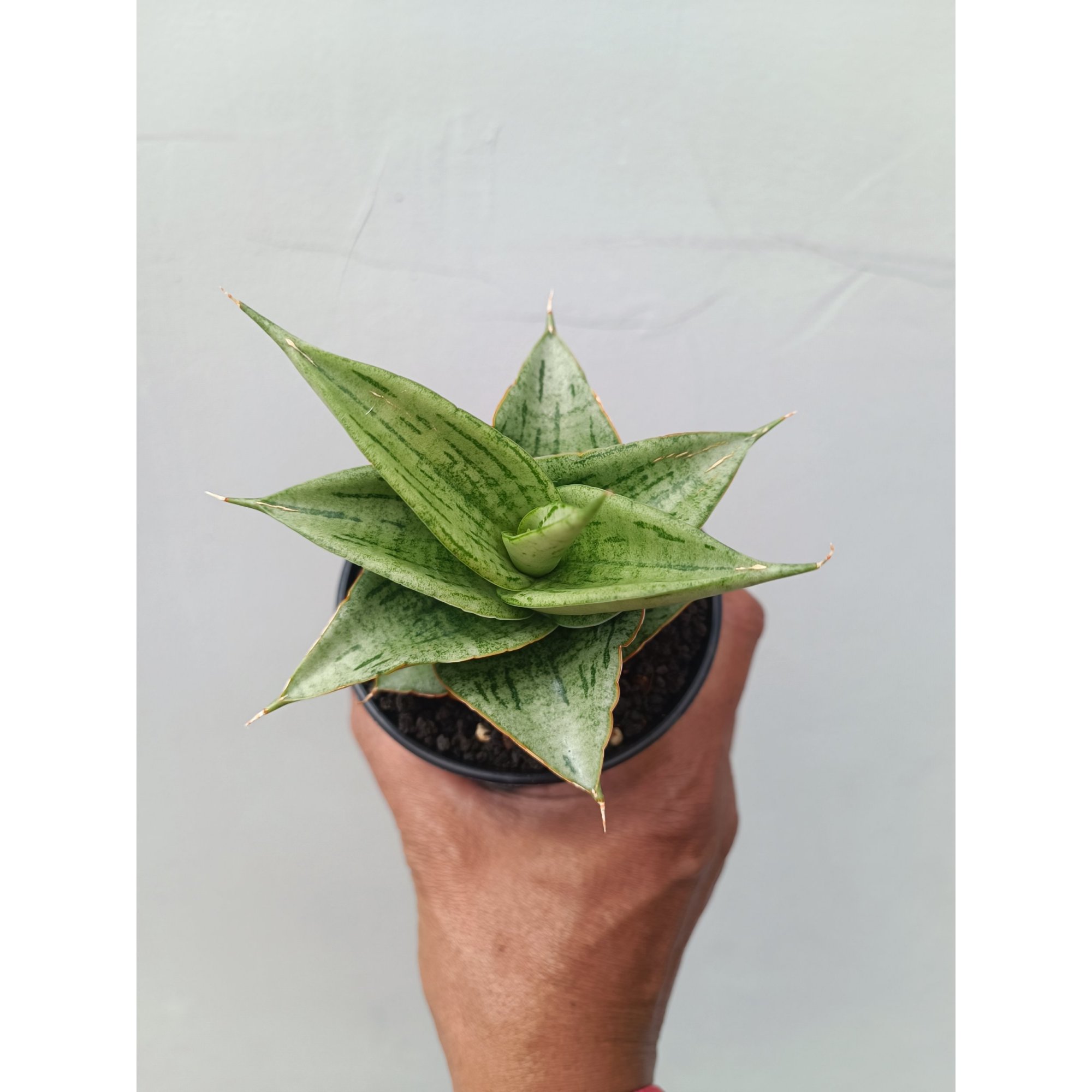 Sansevieria Dewa size 8 cm, real feature image plant. Picture taken directly from kaktus.id community Sansevieria farmer green houses.