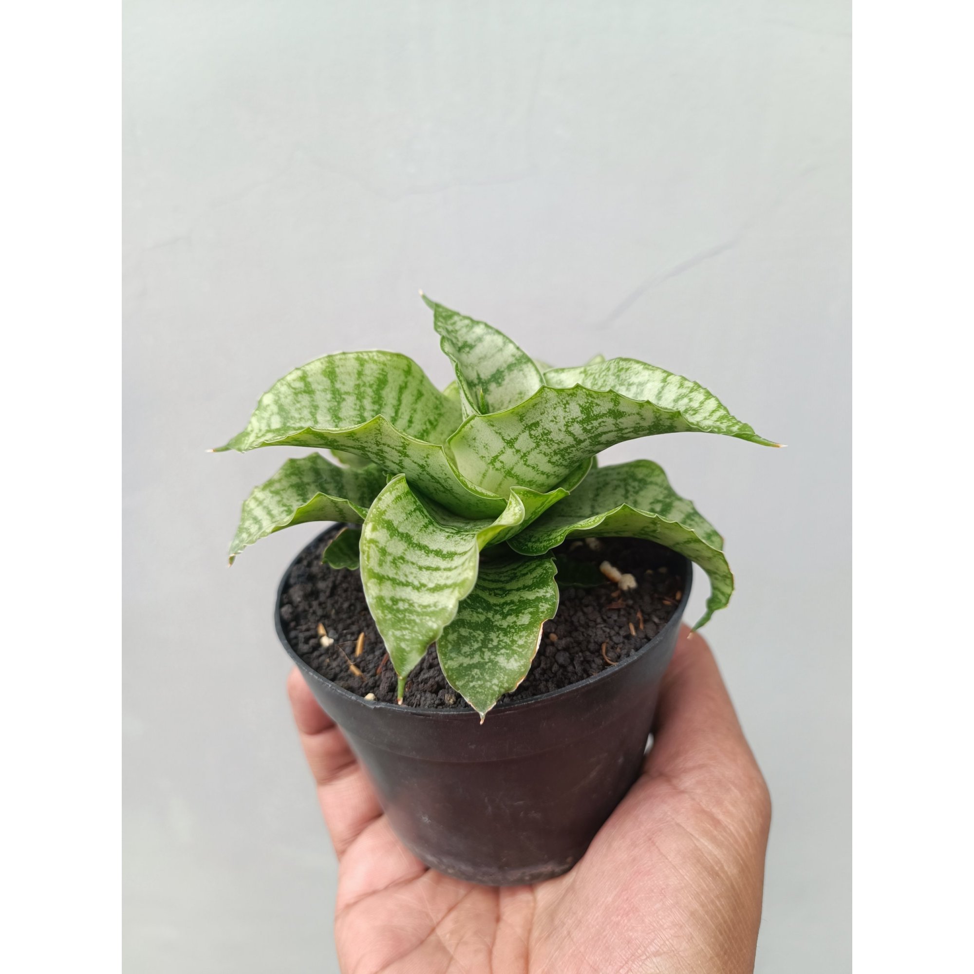 Sansevieria Diva, real feature image plant. Picture taken directly from kaktus.id community Sansevieria farmer green houses.