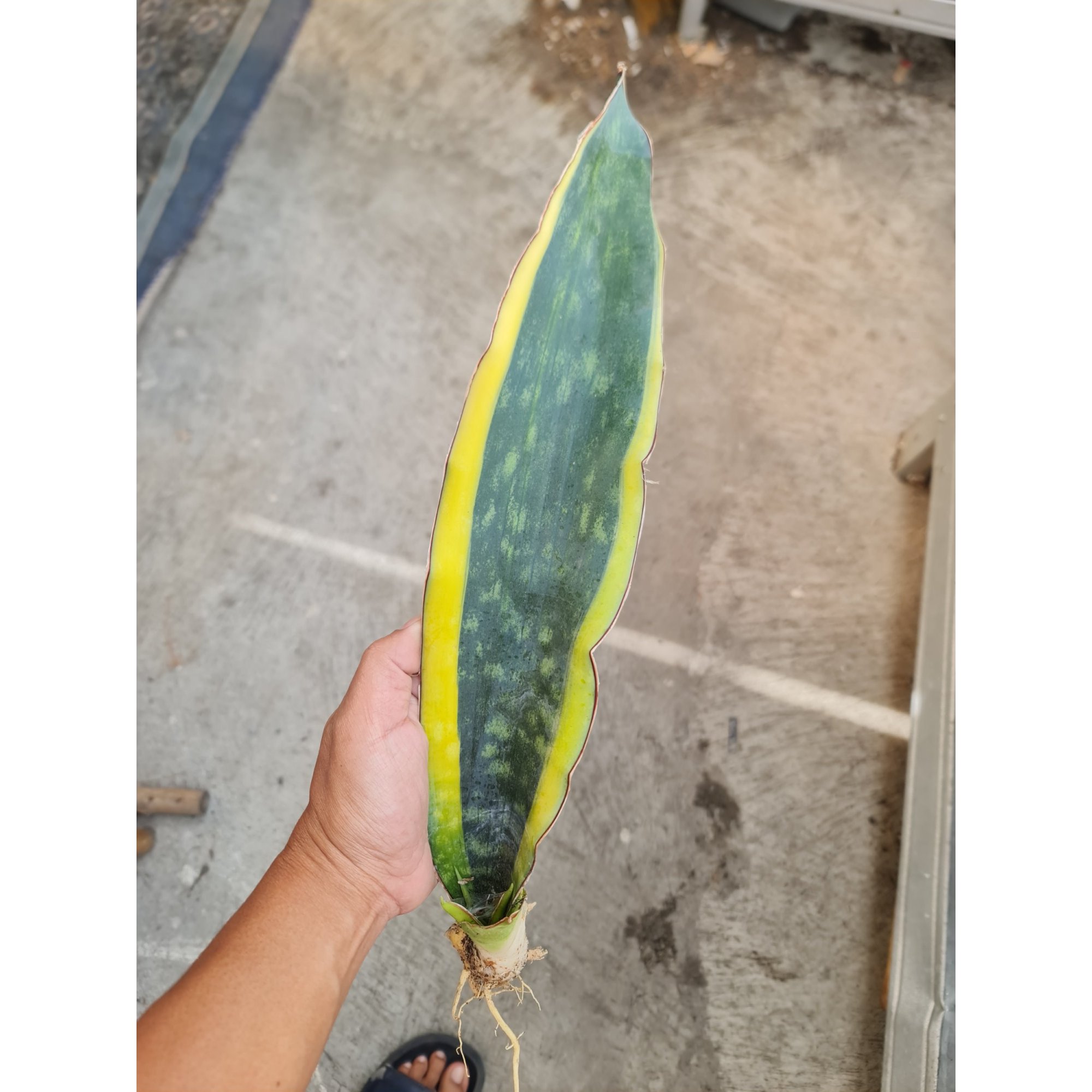 Sansevieria Douglas Marginata, real feature image plant. Picture taken directly from kaktus.id community Sansevieria farmer green houses.